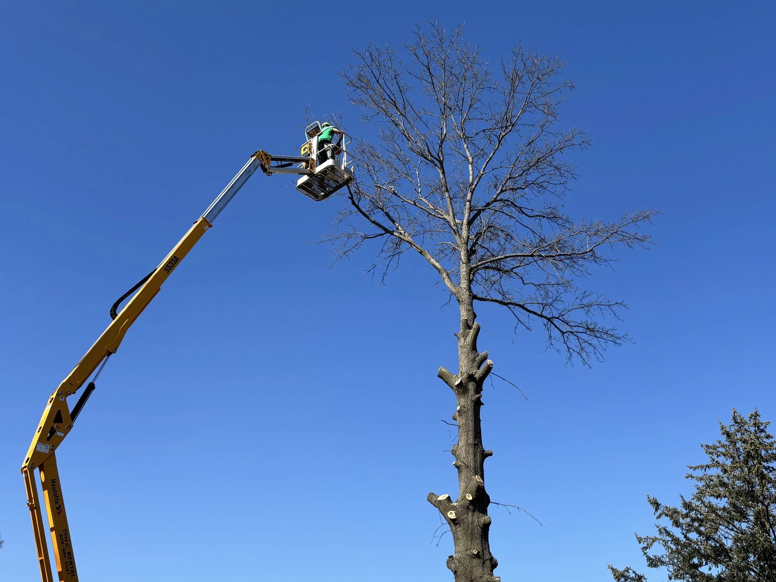 A person in a green jacket working on trimming or removing tree branches from a tall, leafless tree with the help of a yellow cherry picker against a clear blue sky.