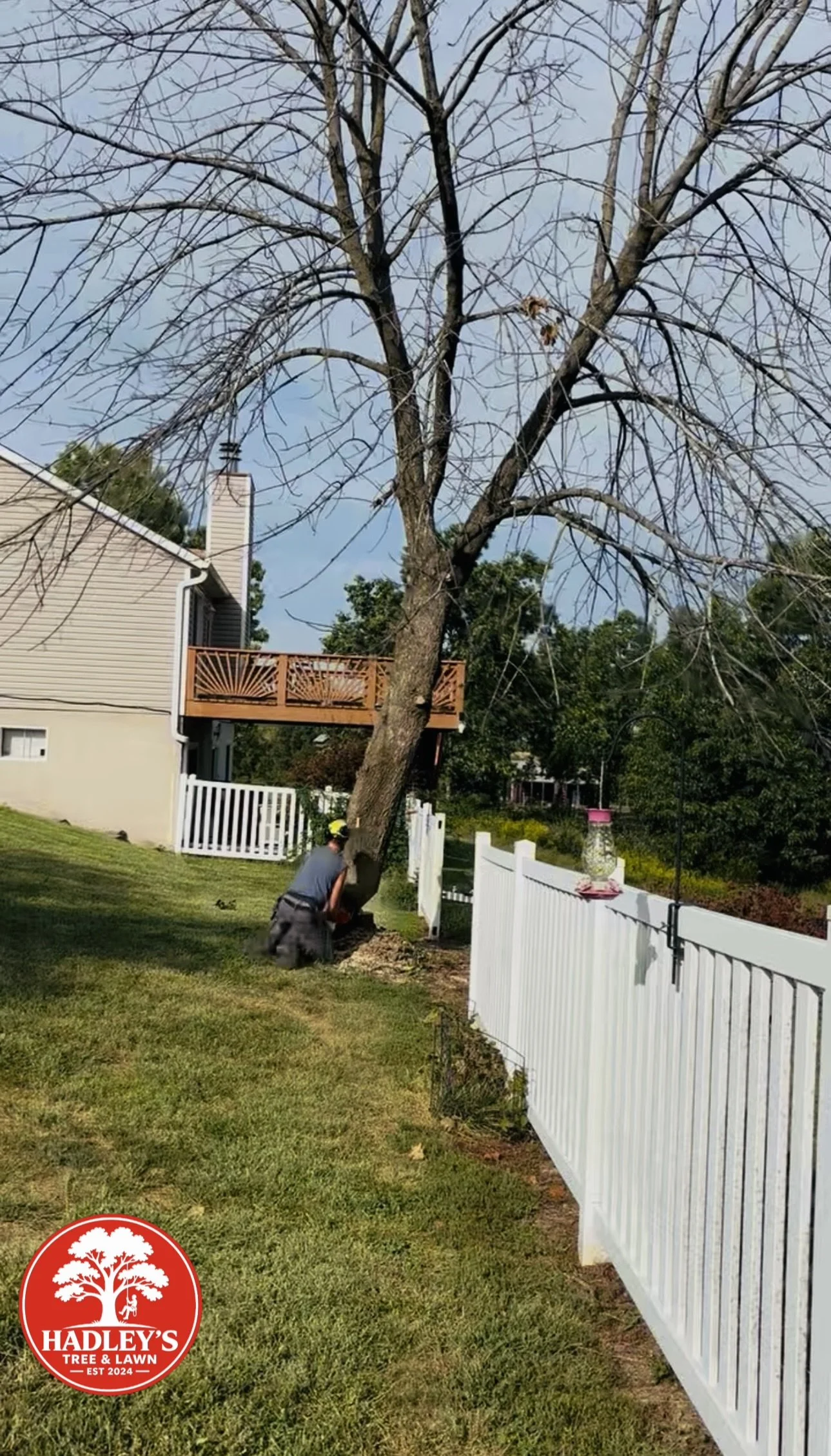 Dead ash tree removal beside a white vinyl fence in Elsberry, MO