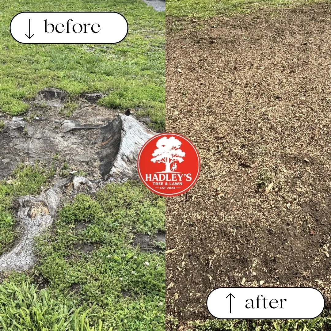 Before and After photo stump grinding Elsberry MO