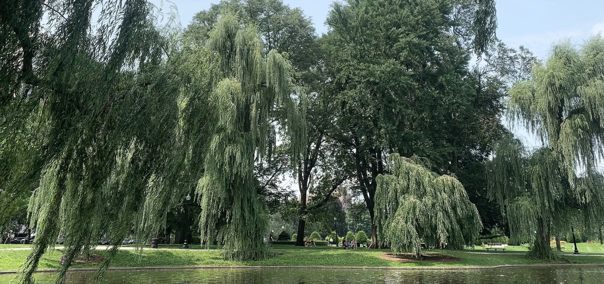 A park scene with large weeping willow trees, a pond in the foreground, and benches with people sitting on them in the background.