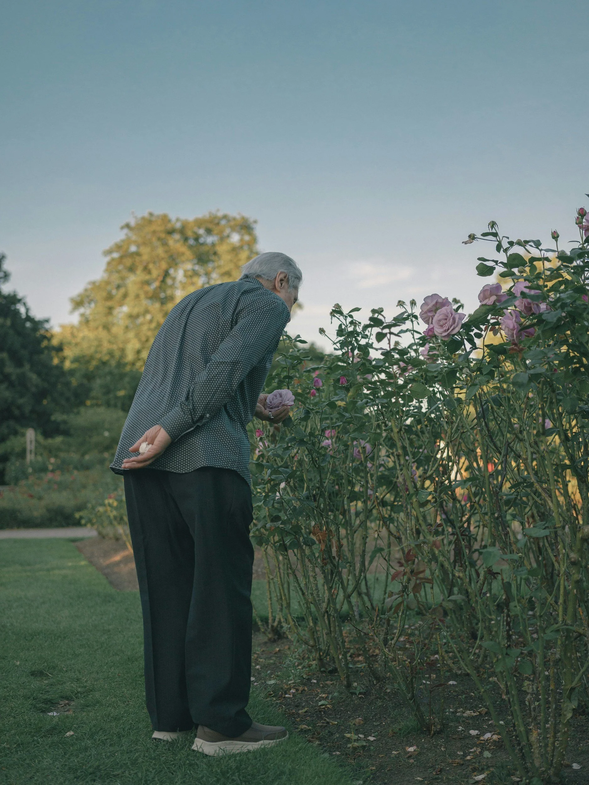 An elderly man with gray hair, wearing a patterned shirt and dark pants, is standing in a garden and smelling pink roses on a bush.