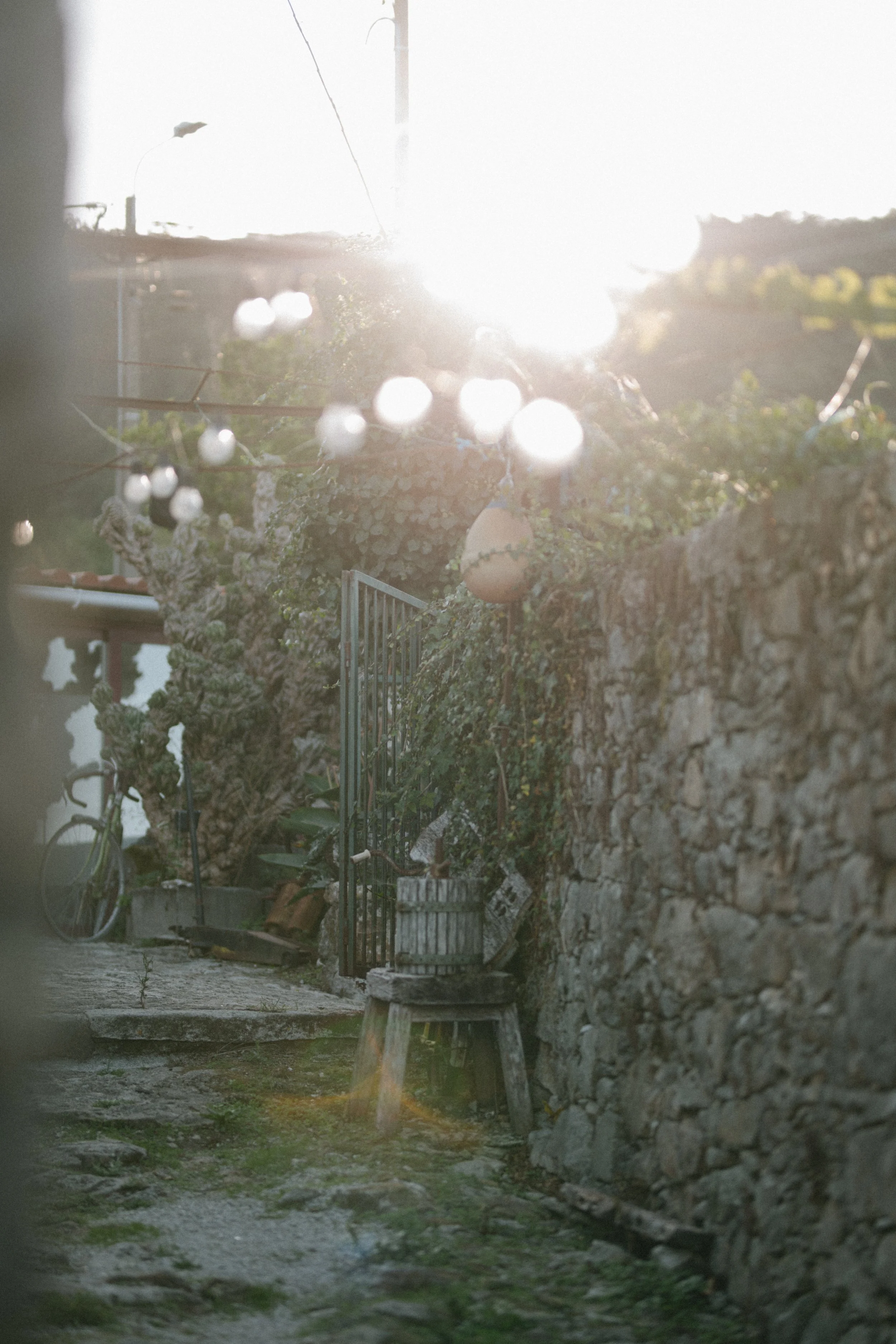 An outdoor scene with a stone wall on the right, a metal gate, various plants including a large vine, a bicycle, a stool, and objects on the ground. The sunlight creates a bright glare in the background.