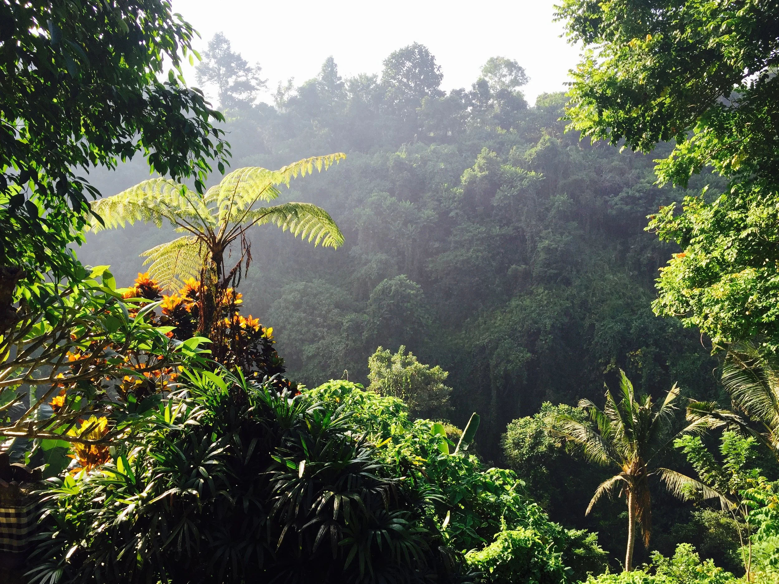 Dense tropical foliage with large ferns and misty sunlight rays, tranquil nature scene inspiring this mind body psychotherapist practice.