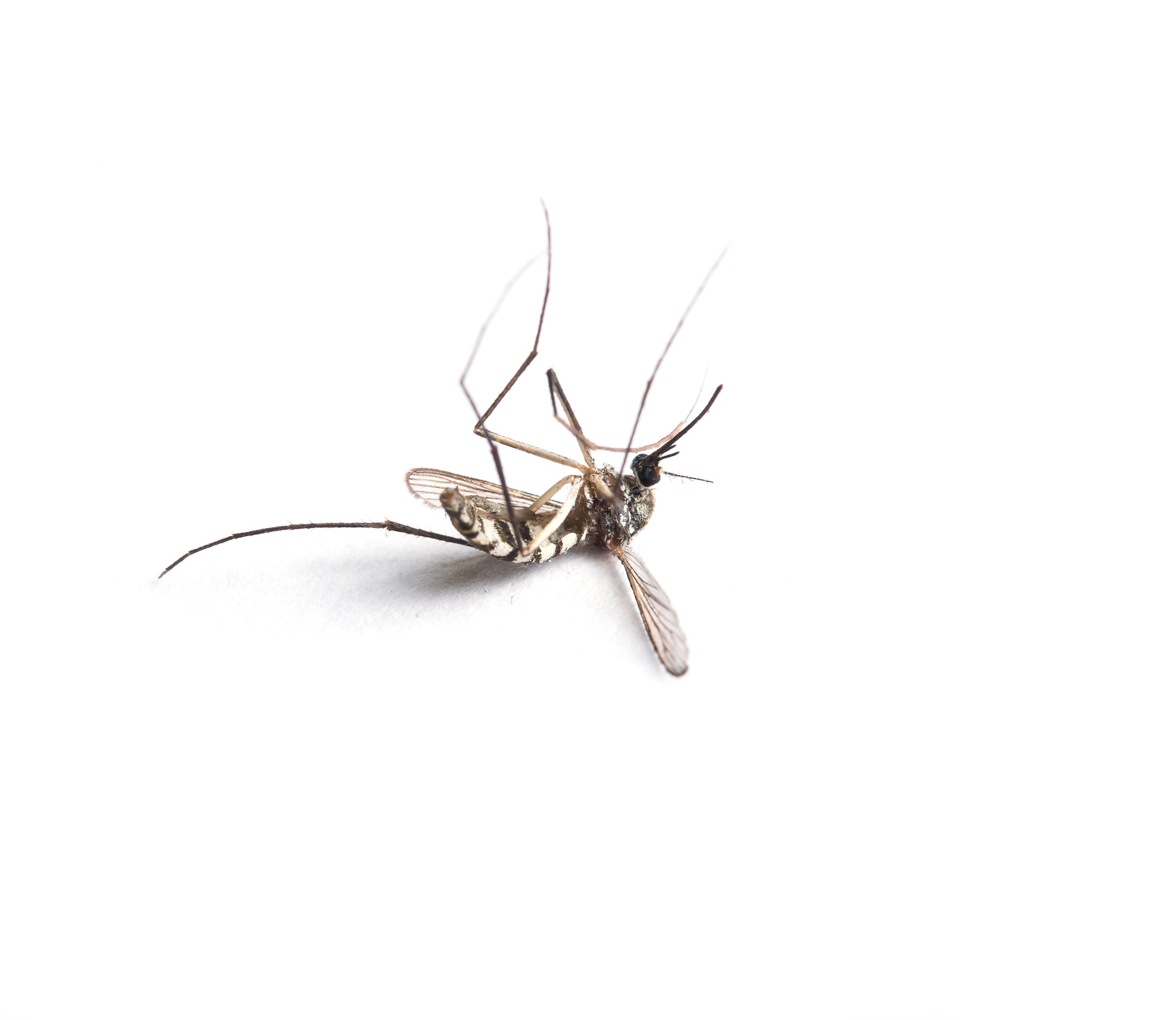vecteezy_mosquito-isolated-on-white-background_3114069.jpg