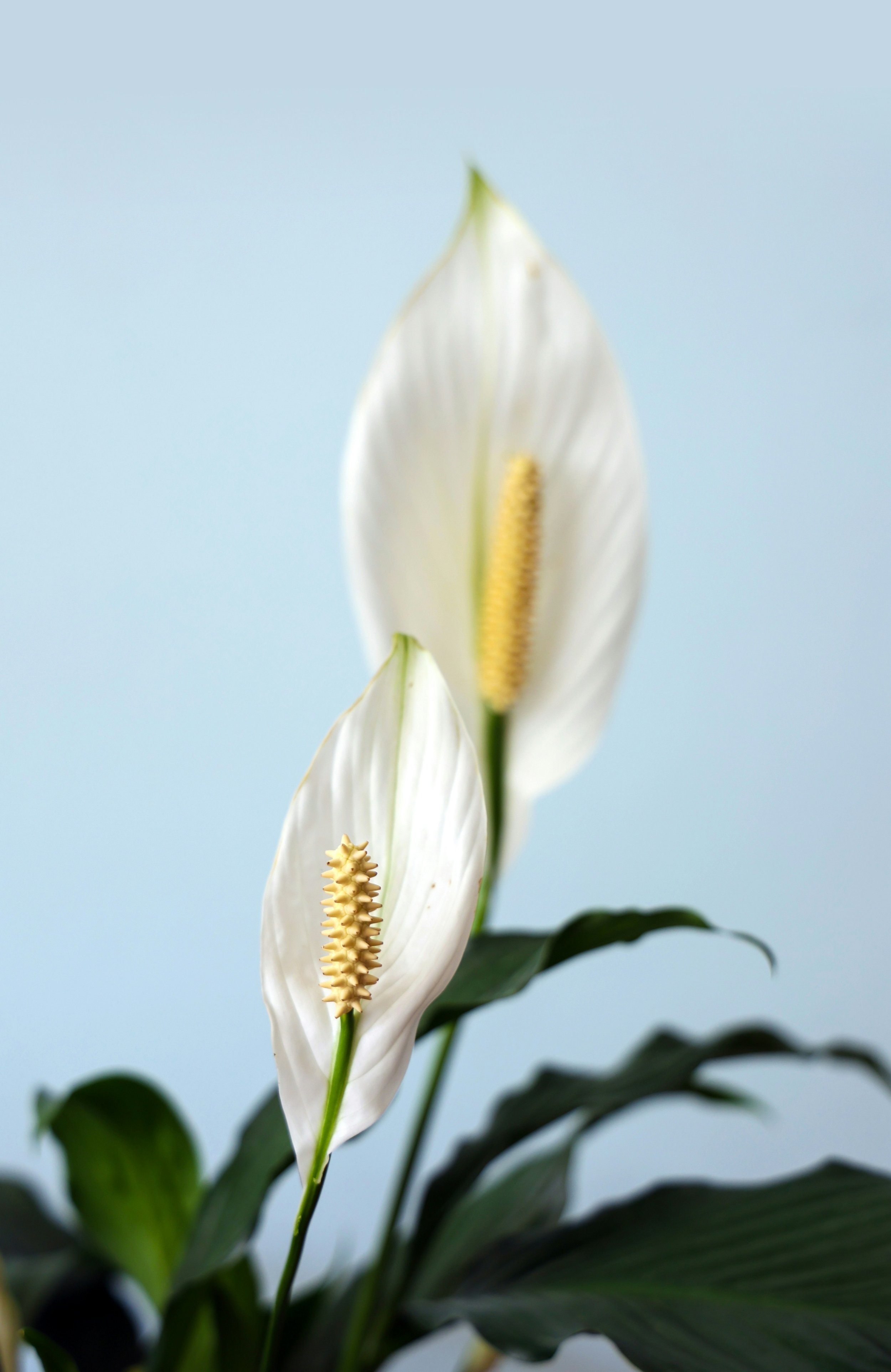Close-up of two white peace lilies with yellow spadix, green leaves, and a light blue background.