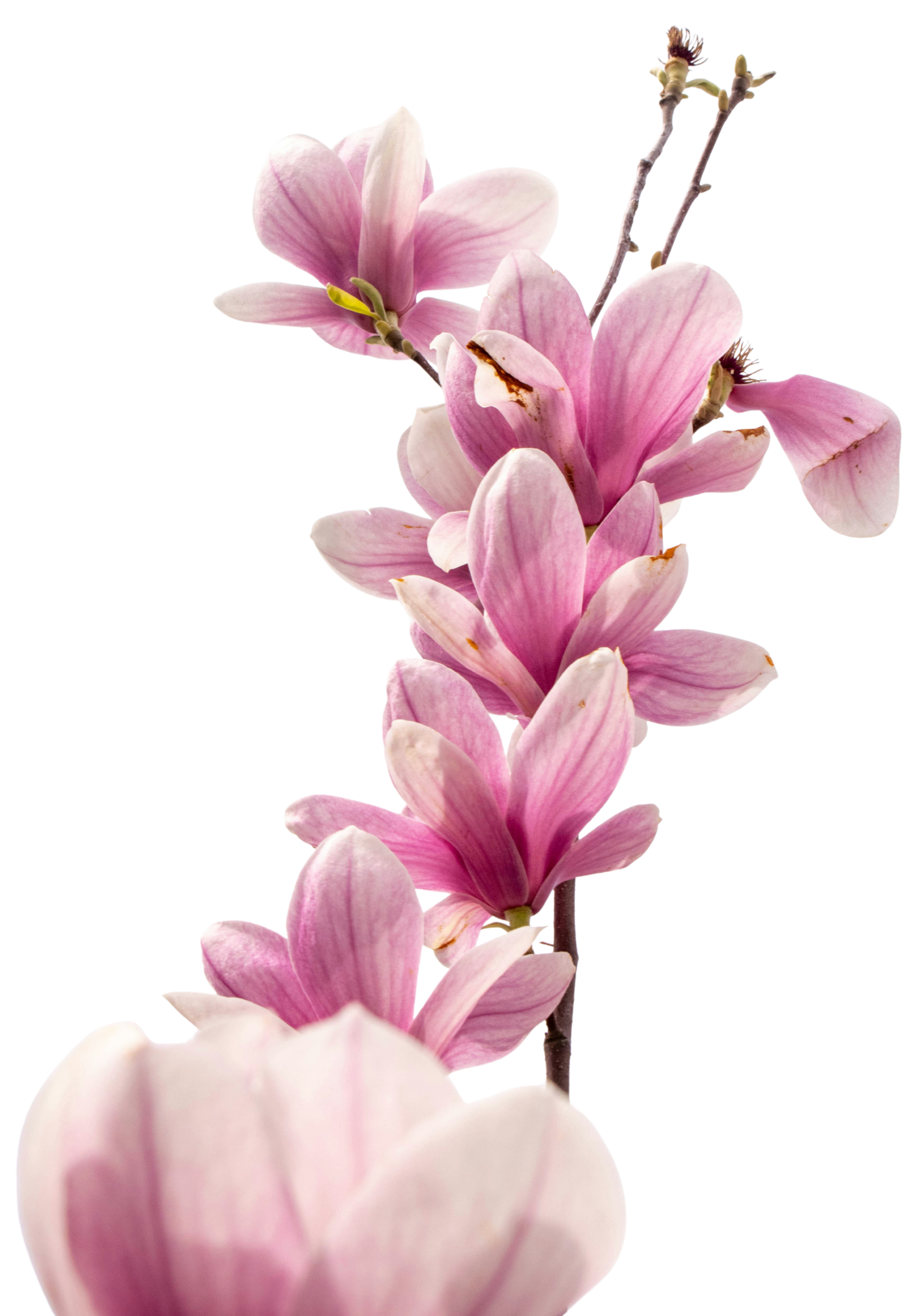 Pink magnolia flowers in bloom on a branch.