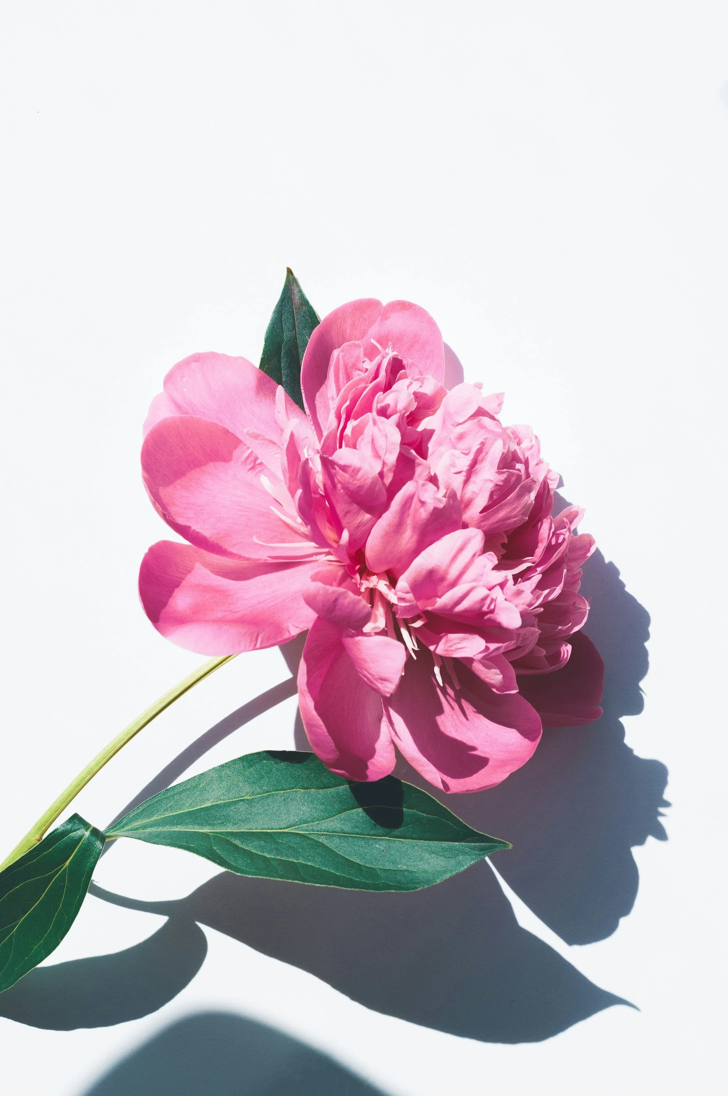 Pink peony flower with green leaves, casting a shadow on a white background.