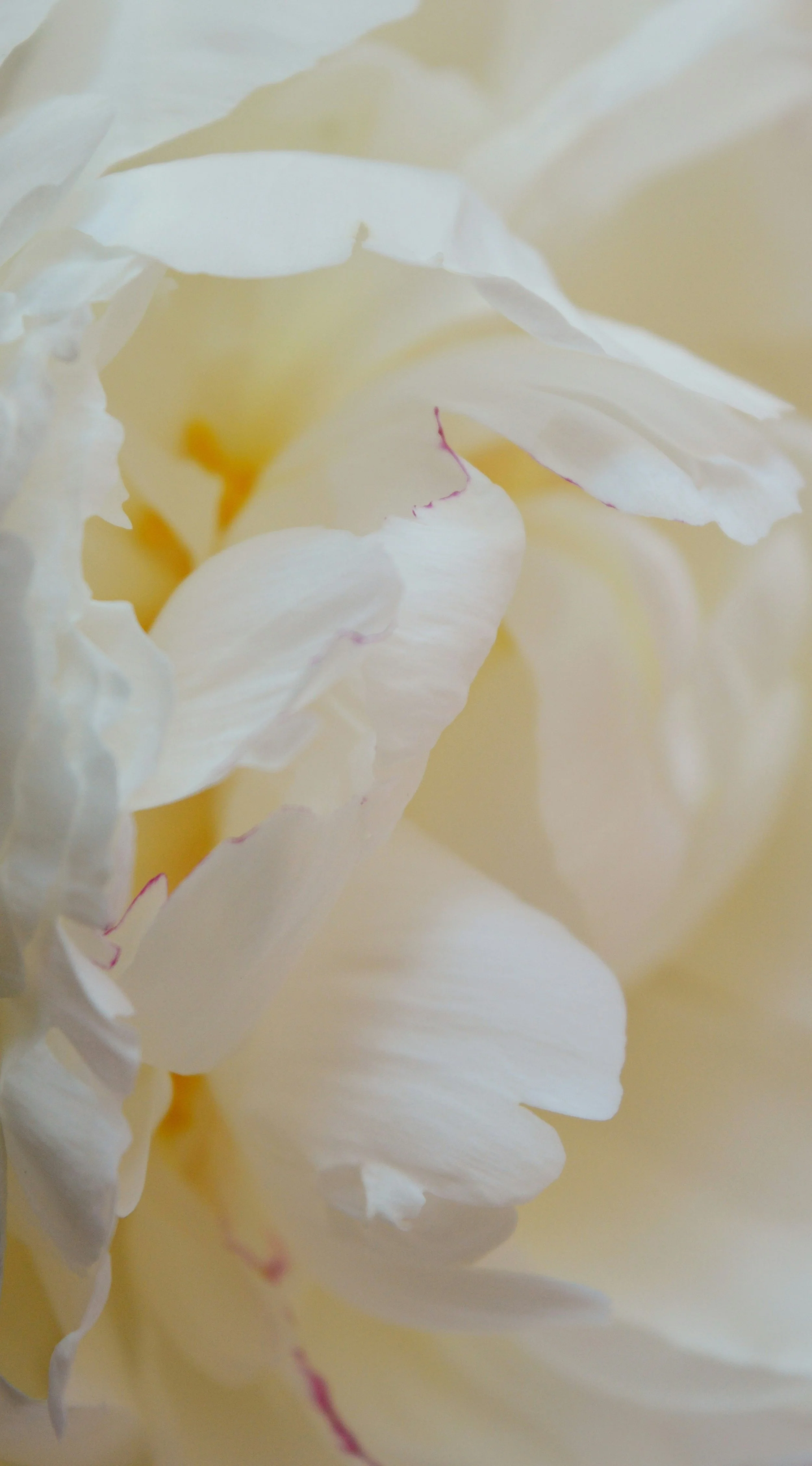 Close-up of a white peony flower with soft, layered petals.