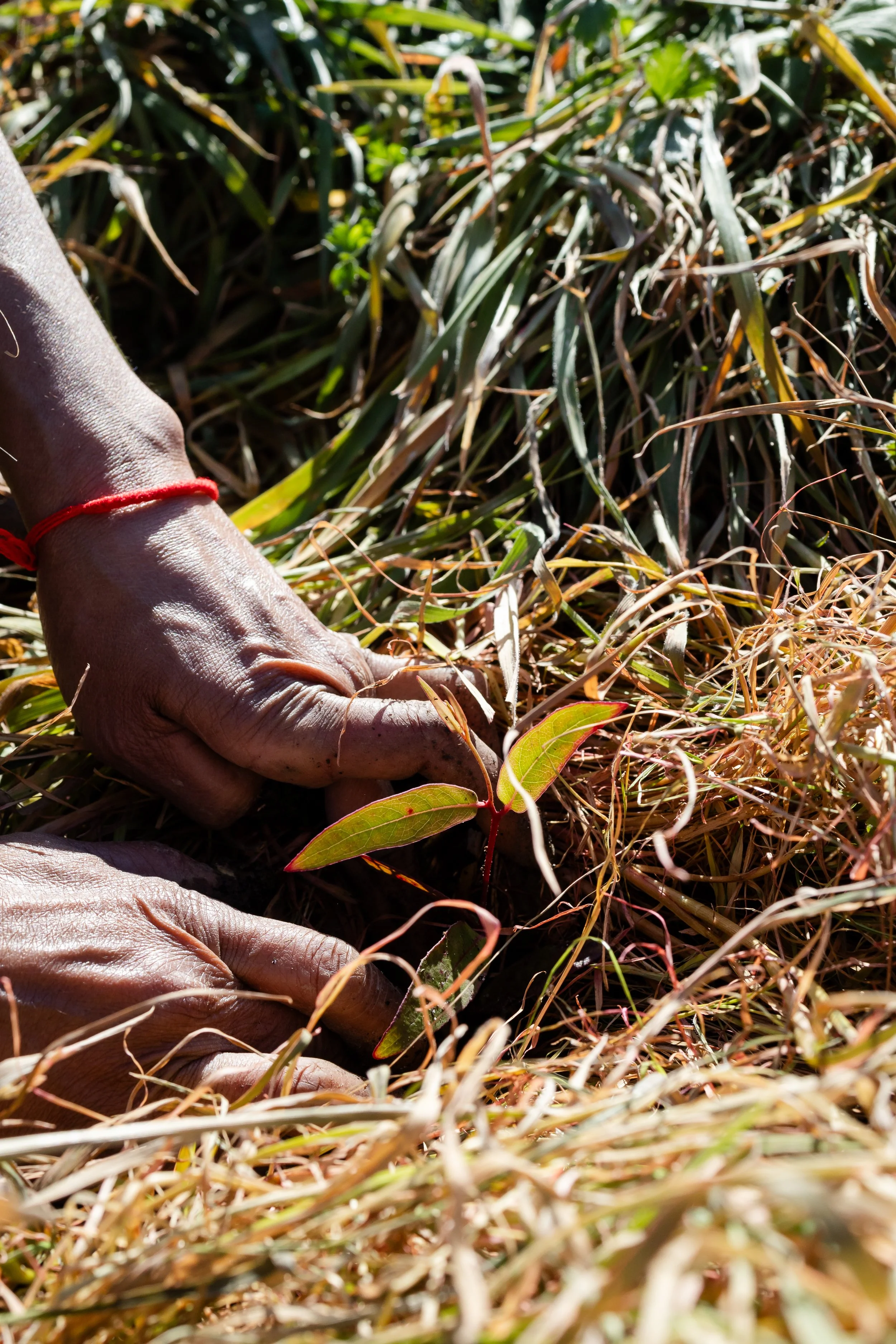 Close-up of a person's hand planting or tending to small green seedlings in sunlight.