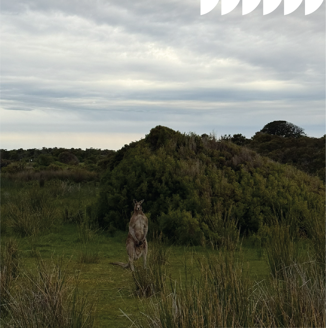 A kangaroo standing upright on a grassy path in a natural landscape with green bushes and trees, under a cloudy sky.