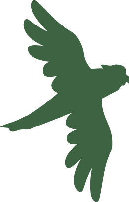 Silhouette of a bird in flight with wings spread