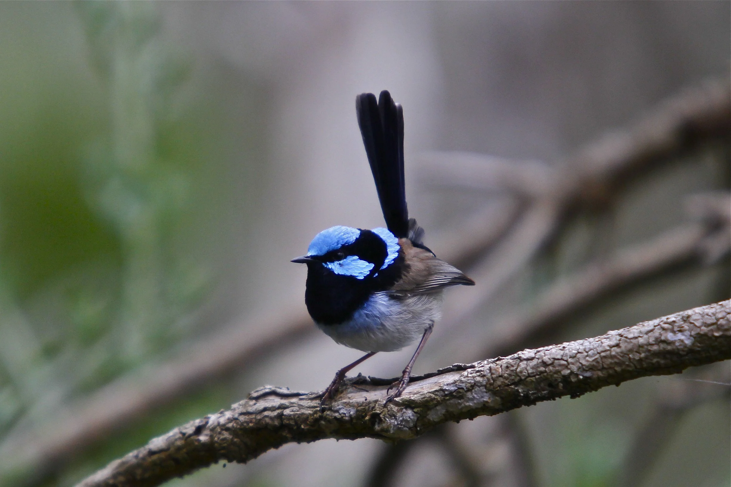 A bird with black and blue plumage perched on a tree branch.
