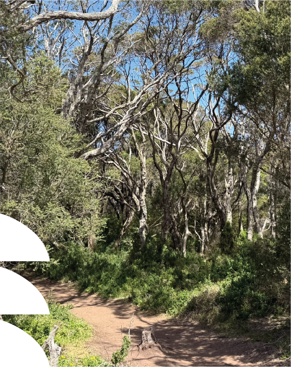 A trail through bushland of twisted, trees with green bushes and a clear blue sky.