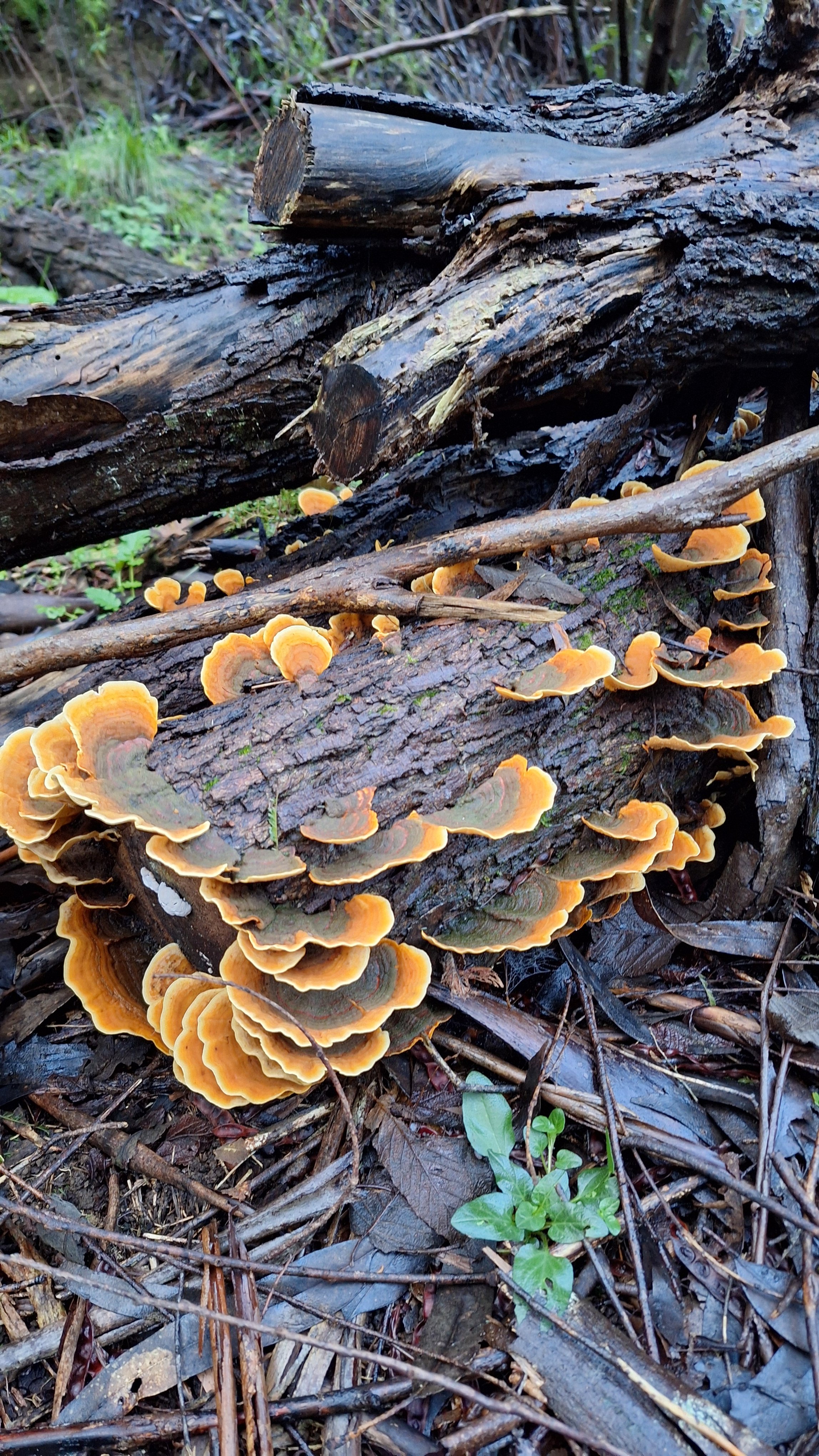 Tree branch fallen on the forest floor with yellow-orange fungi growing on it, surrounded by leaves and twigs.