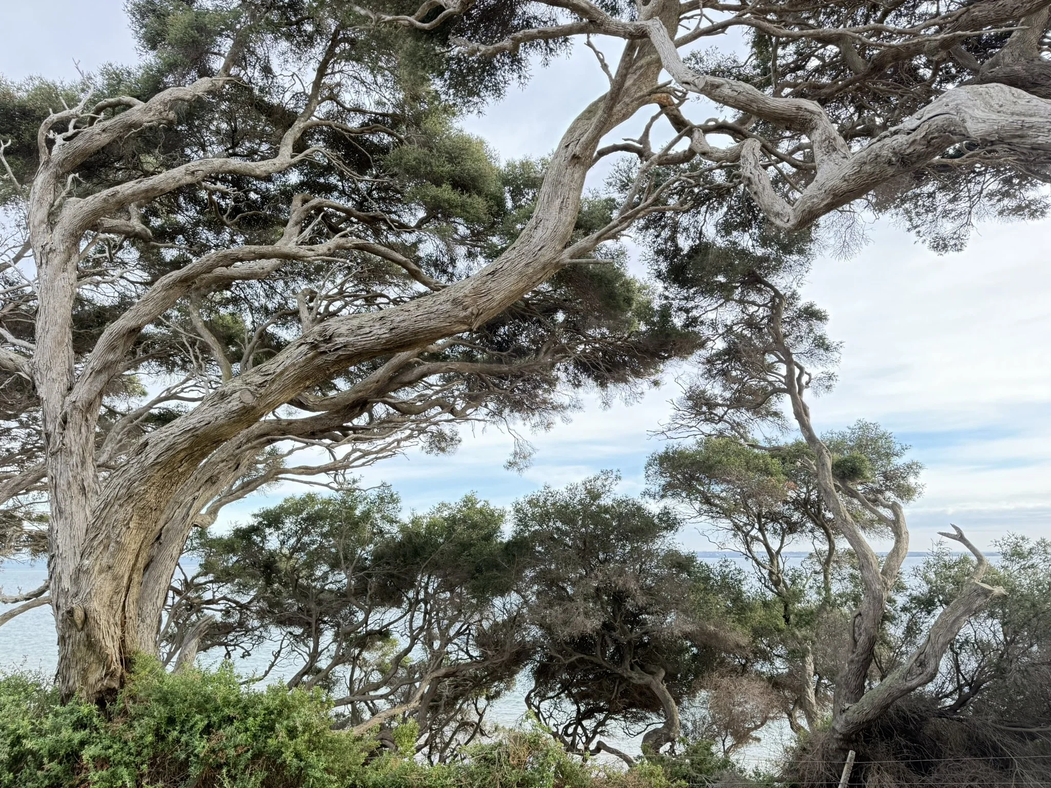 A view of trees with gnarled, twisting branches near a body of water, under a cloudy sky.