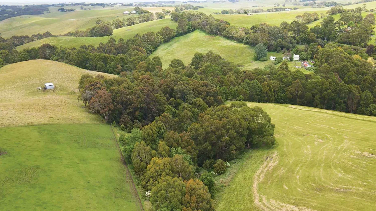 Aerial view of green rolling farmlands with patches of trees and small buildings.