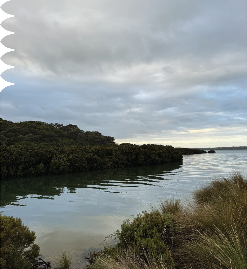 Cloudy sky over a calm body of water with lush green trees and bushes along the shoreline, some tall grass in the foreground.