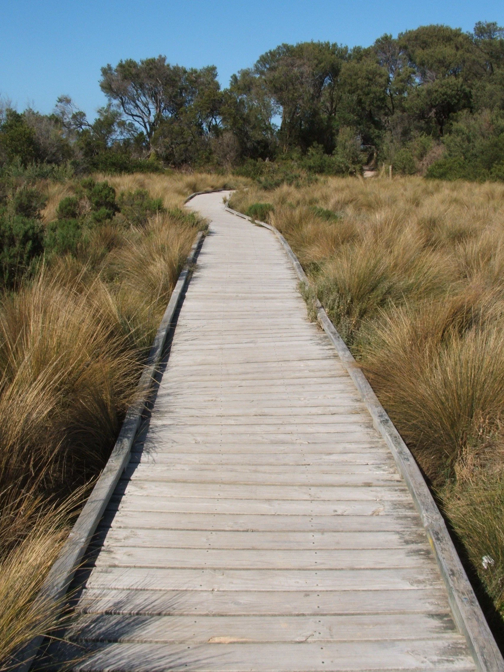 A wooden boardwalk winding through grassy dunes with green bushes and trees in the distance, under a clear blue sky.