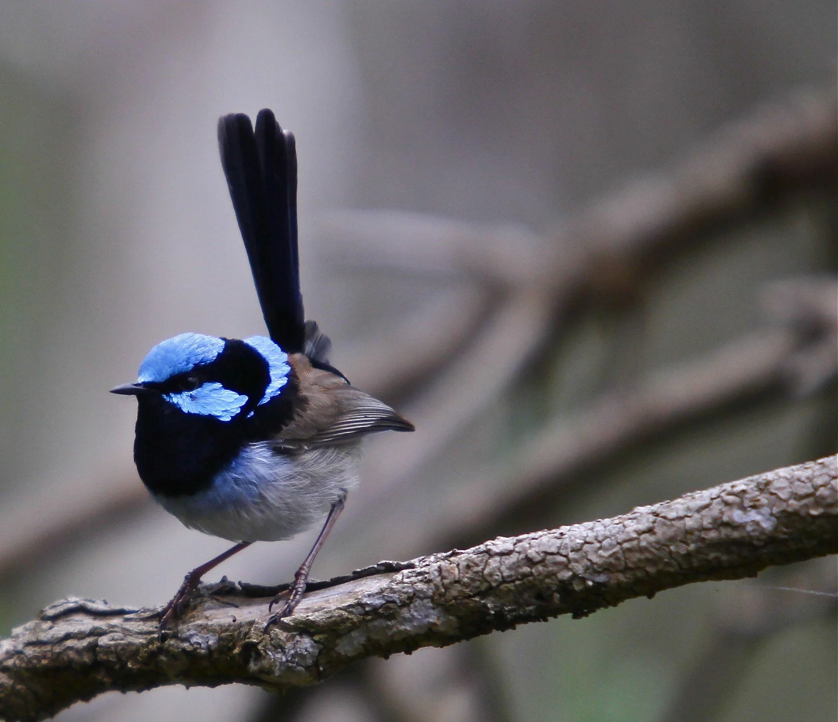 A blue and black bird with a vibrant blue face and a black stripe through its eye, perched on a rough-textured branch.
