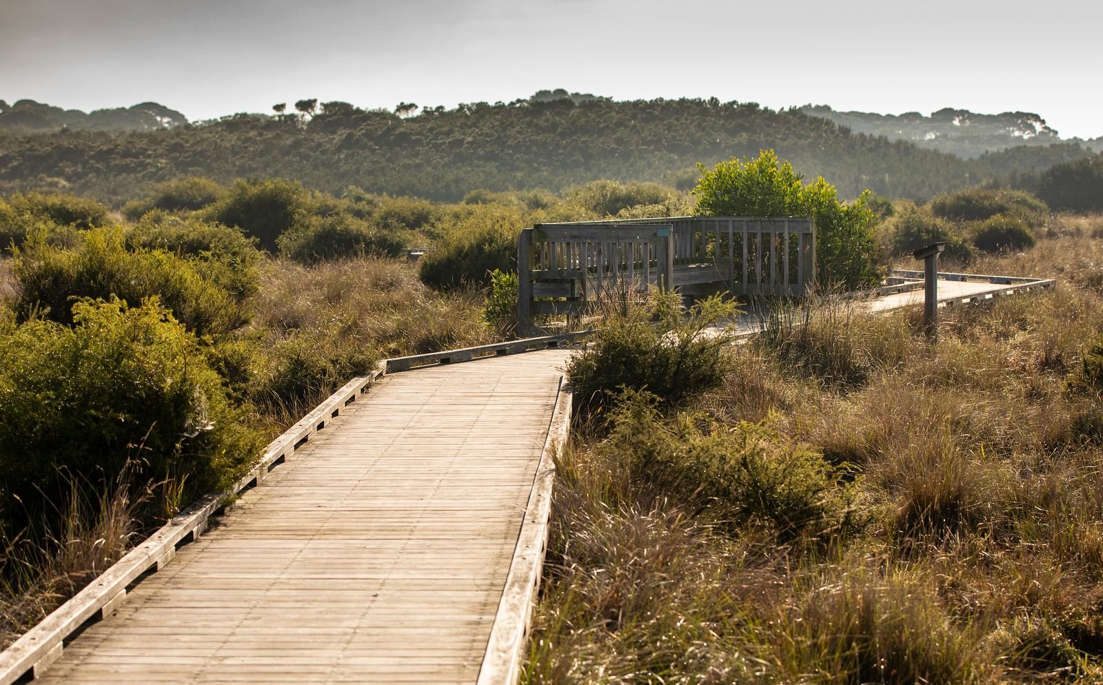 A wooden boardwalk through a grassy, bushy landscape with hills in the background.