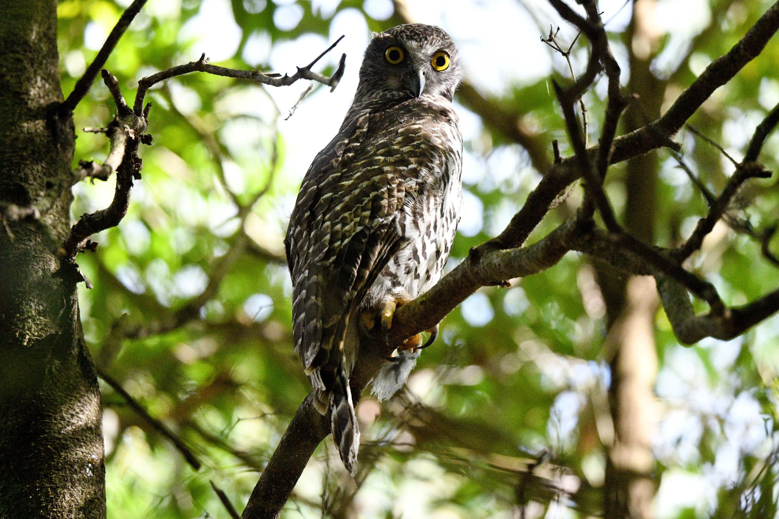 A bird sitting on a tree branch surrounded by green leaves, looking directly at the camera.