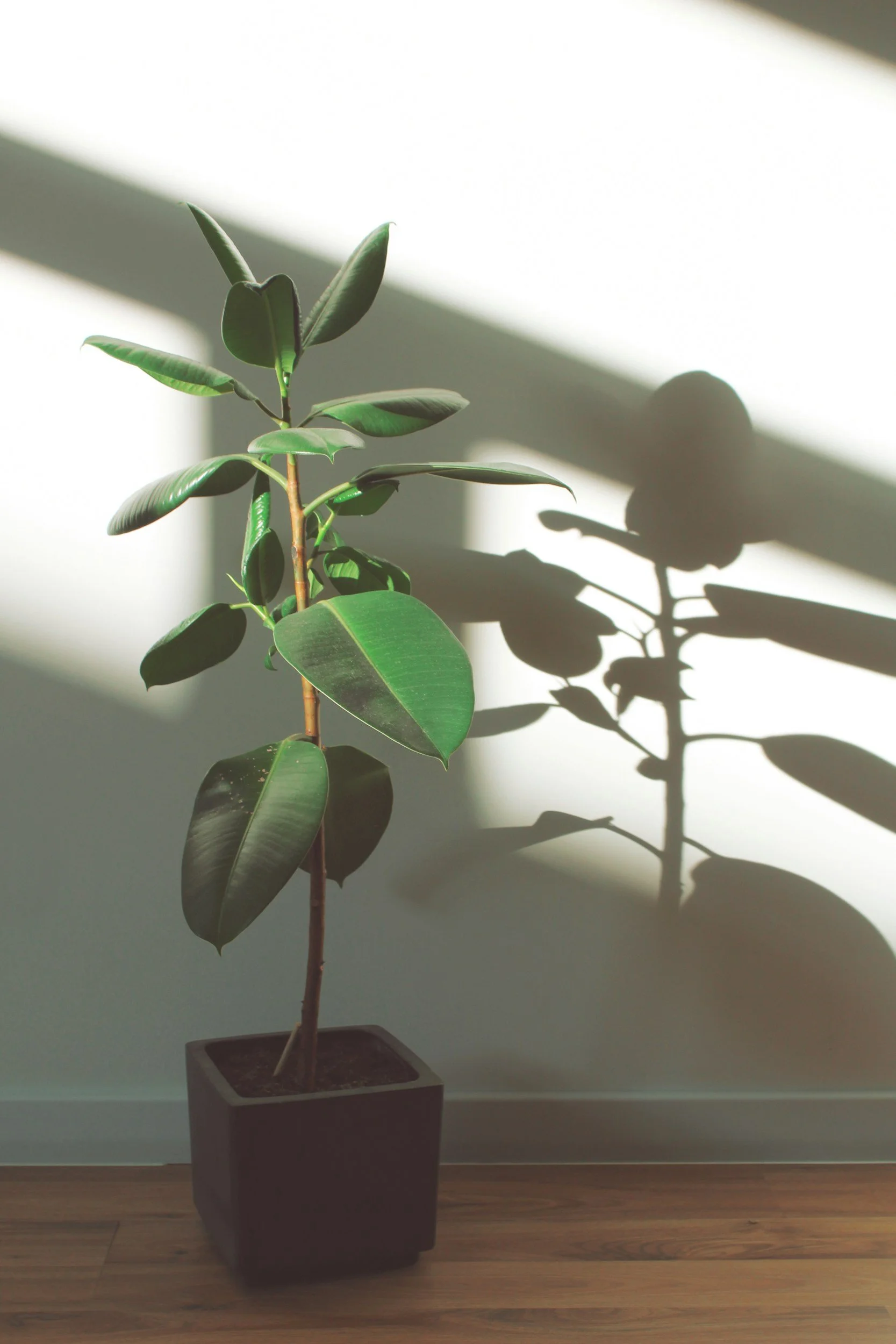 A potted plant with green leaves casting a shadow on the wall behind, illuminated by sunlight, placed on a wooden floor.