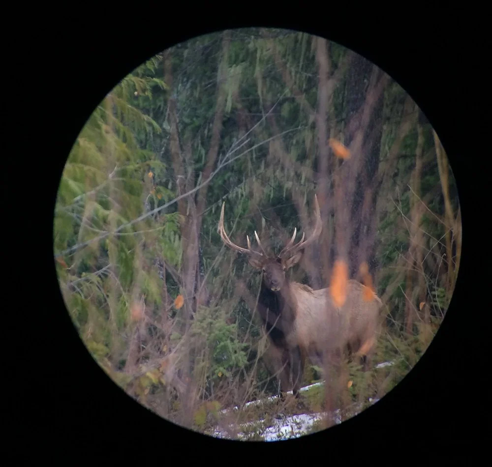 A large elk with antlers standing among trees and bushes in a forest, viewed through a circular scope or binoculars.