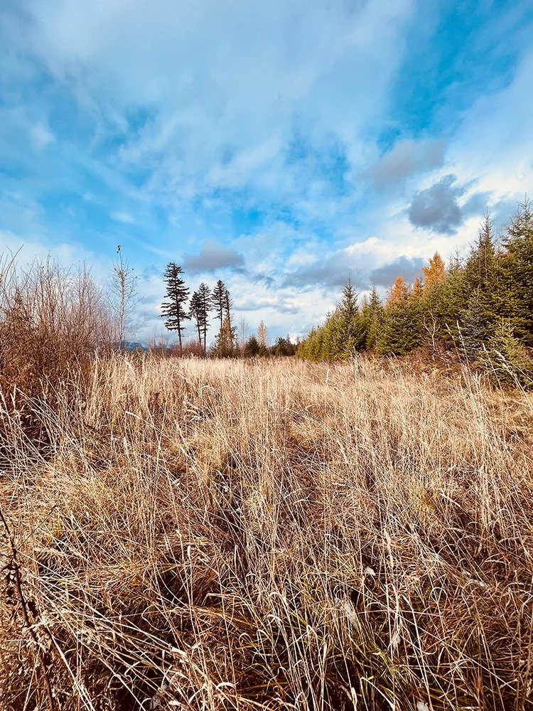 Open field with dry grass, trees in the background, and a partly cloudy sky.