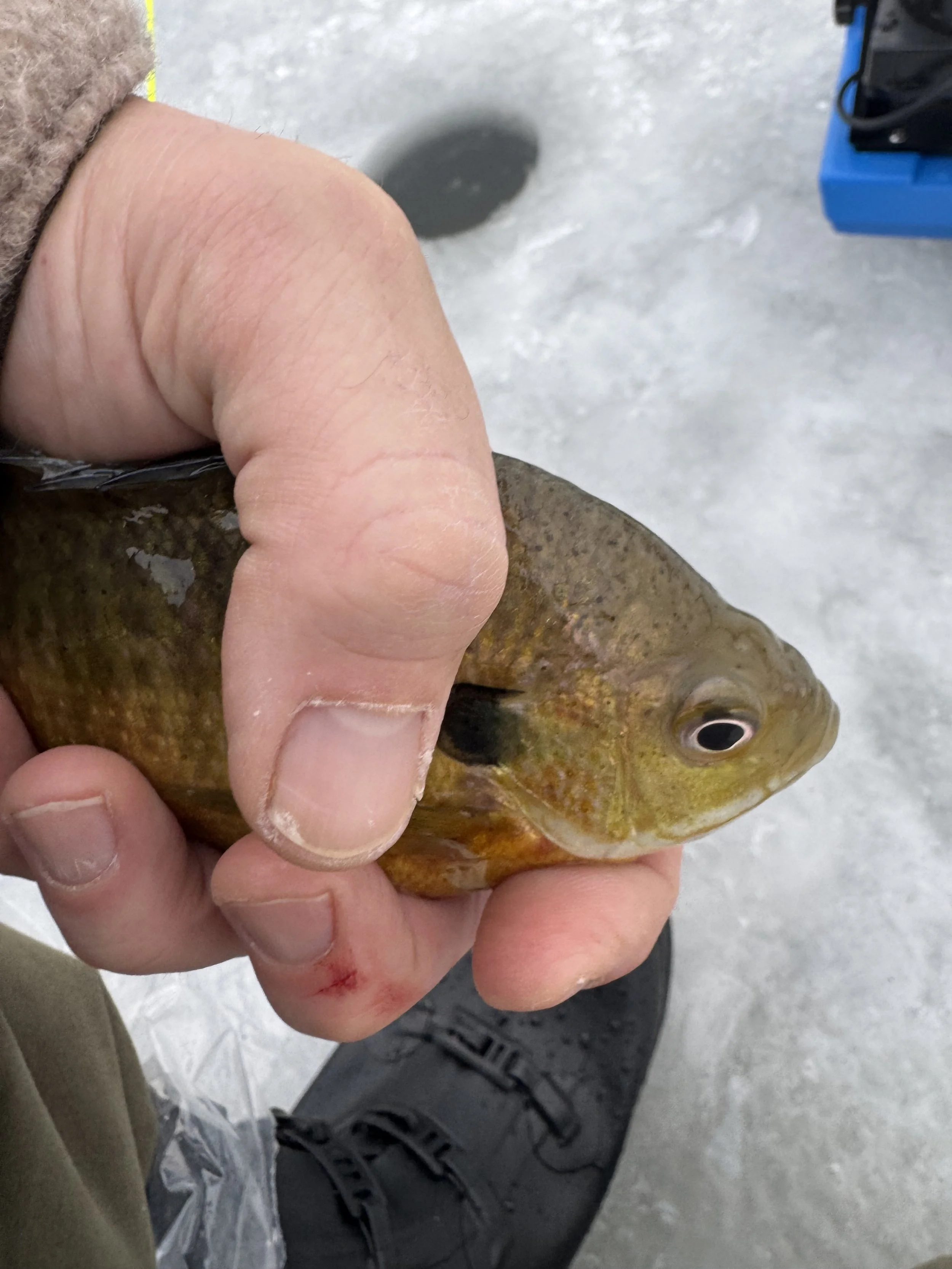 Hardwater Adventure - Ice Fishing Experience in Western Michigan - Half Day (4 Hours)