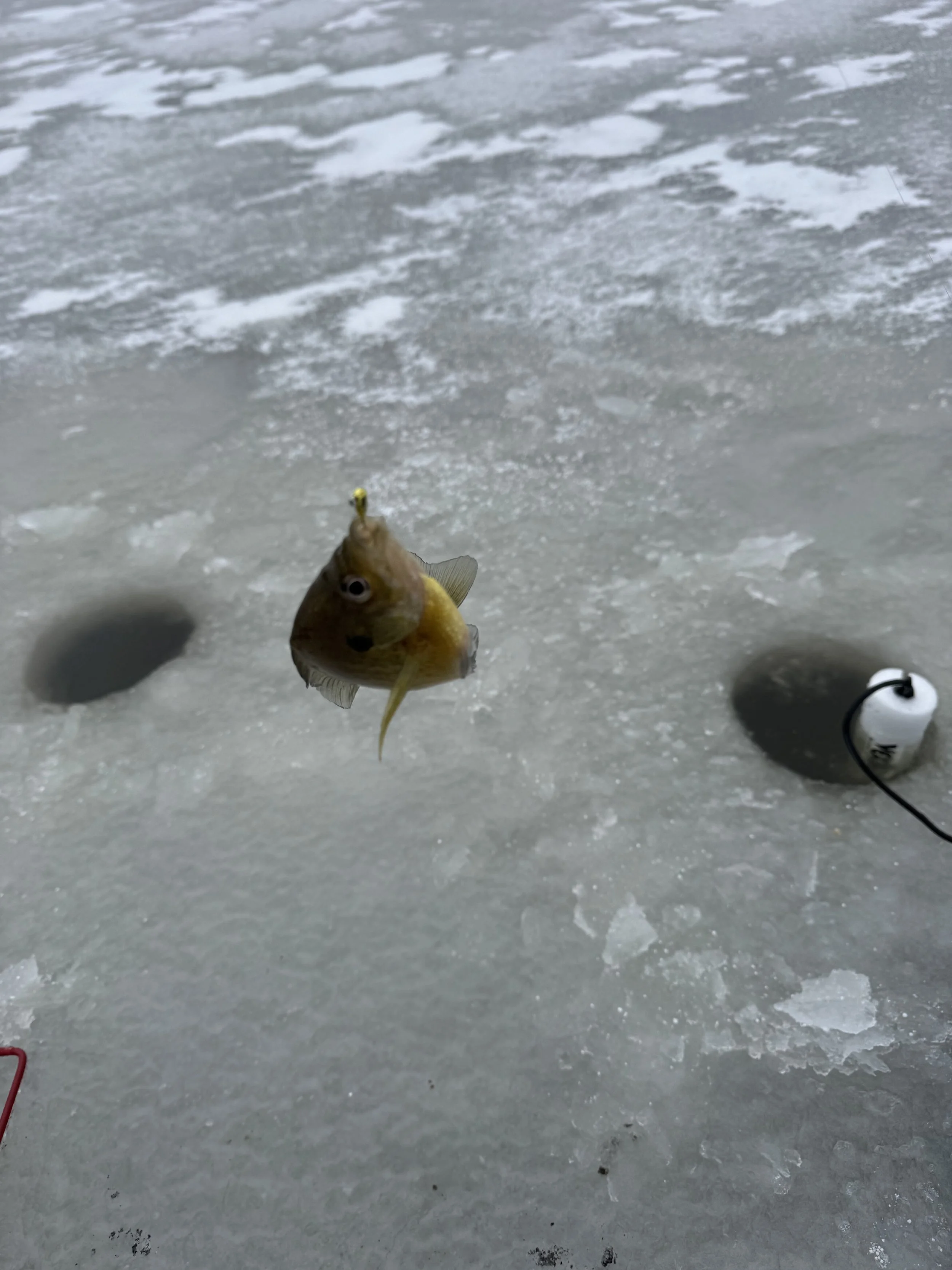 Hardwater Adventures: Ice Fishing Experience - Full Day (7-8 Hours)