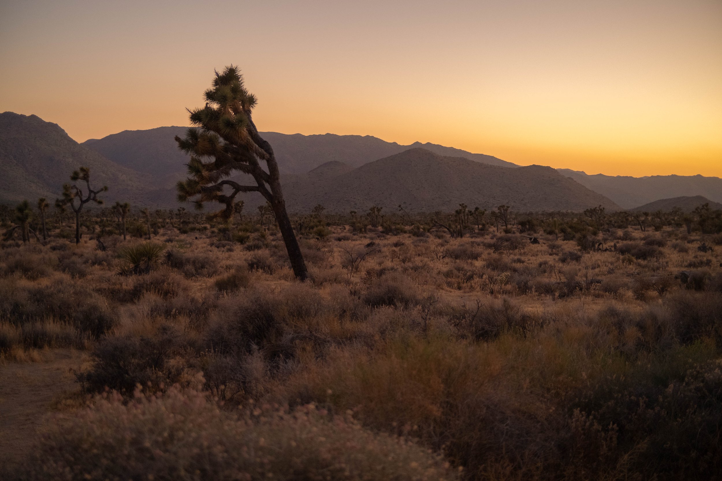 Joshua Tree National Park
California
June 2026