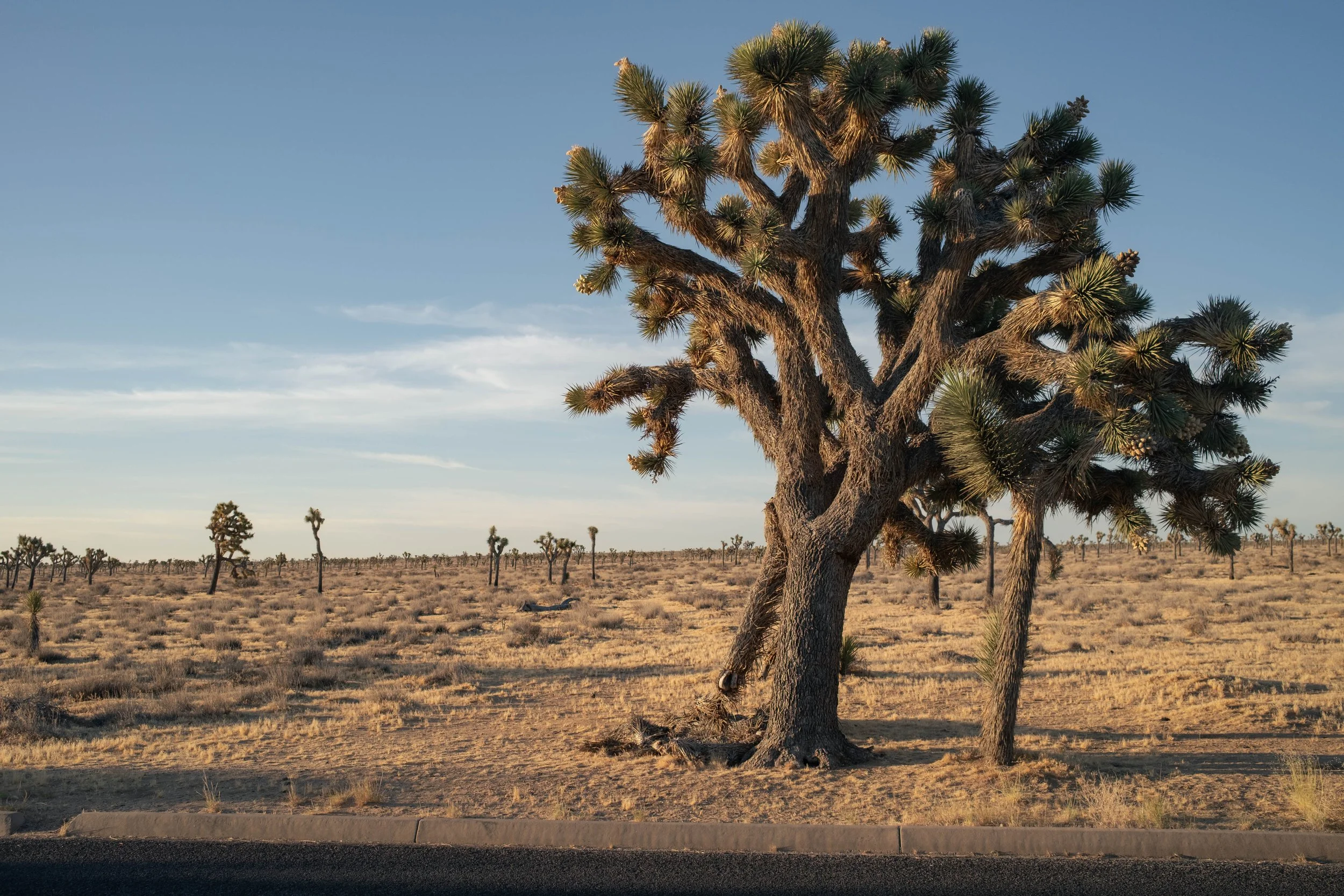 Joshua Tree National Park
California
June 2026