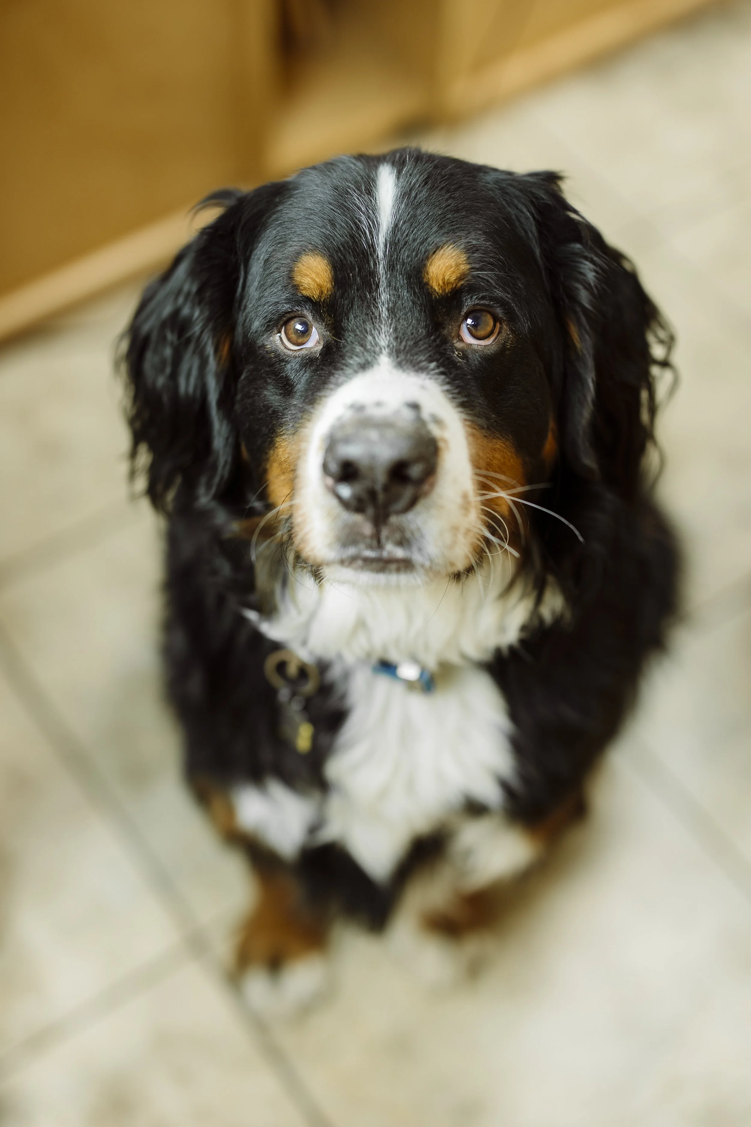Close-up of a black and white dog with long ears and a friendly expression, sitting on a tiled floor.