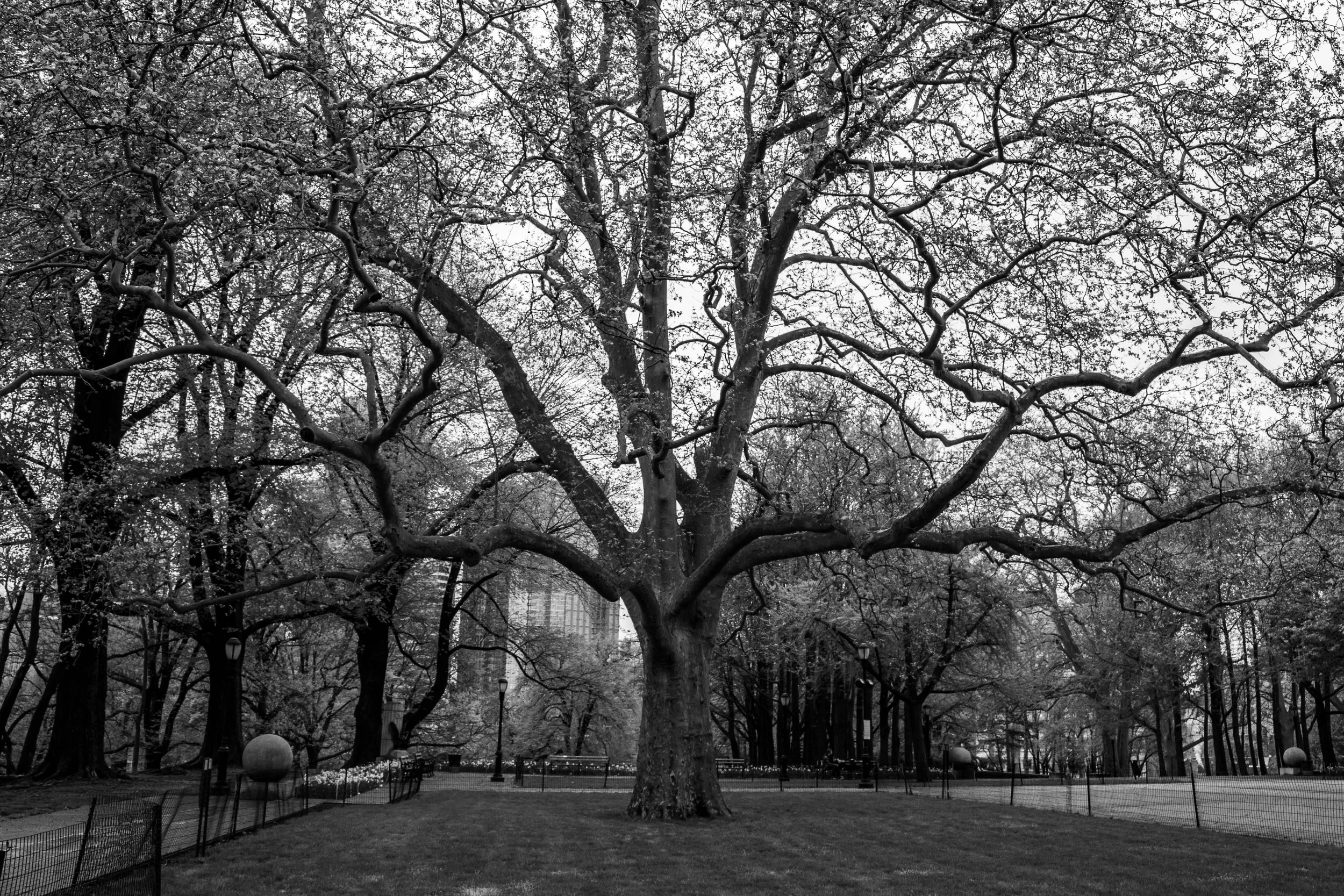 Black and white photo of a large leafless tree in a park with other trees, benches, and lamp posts in the background.