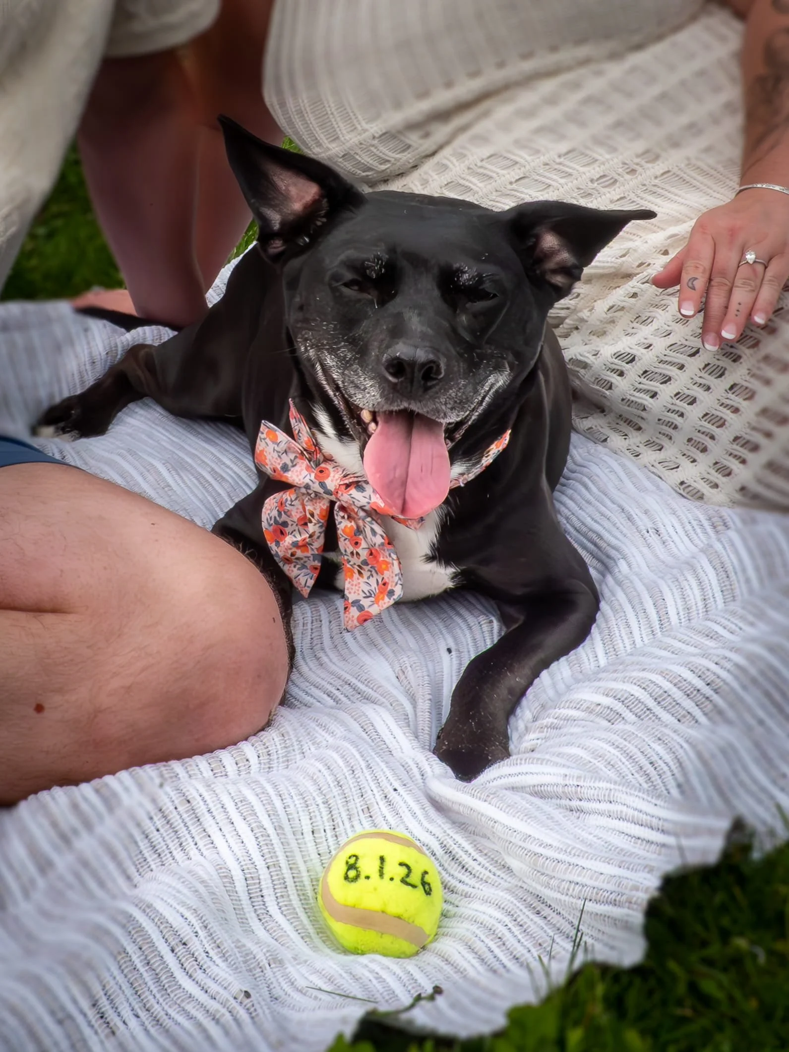 A happy black dog with a floral bandana around its neck, lying on a white blanket outdoors with a person's hand resting nearby. A yellow tennis ball with the date '8.1.26' written on it is in the foreground.
