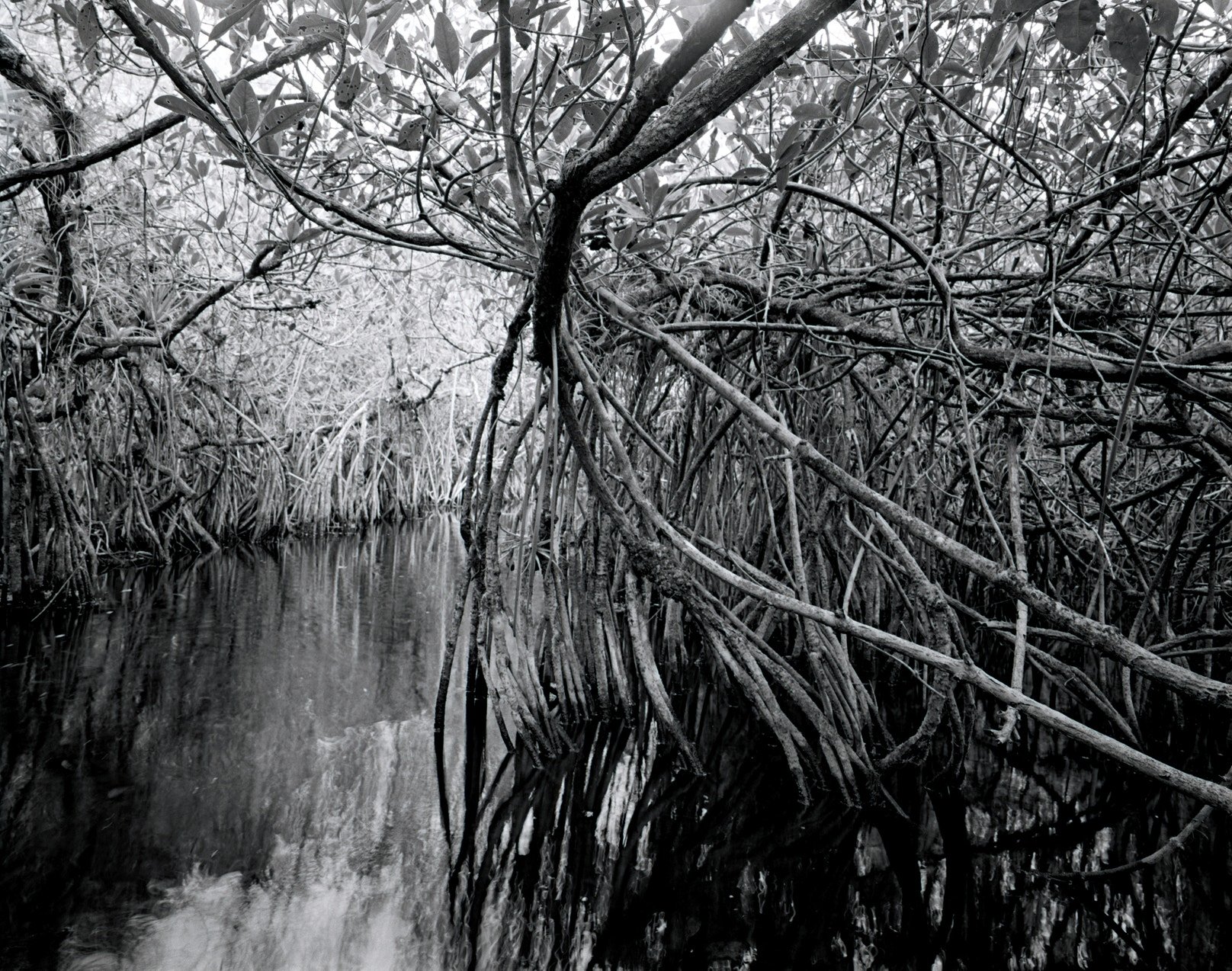 tangled plants in a swampy canal
