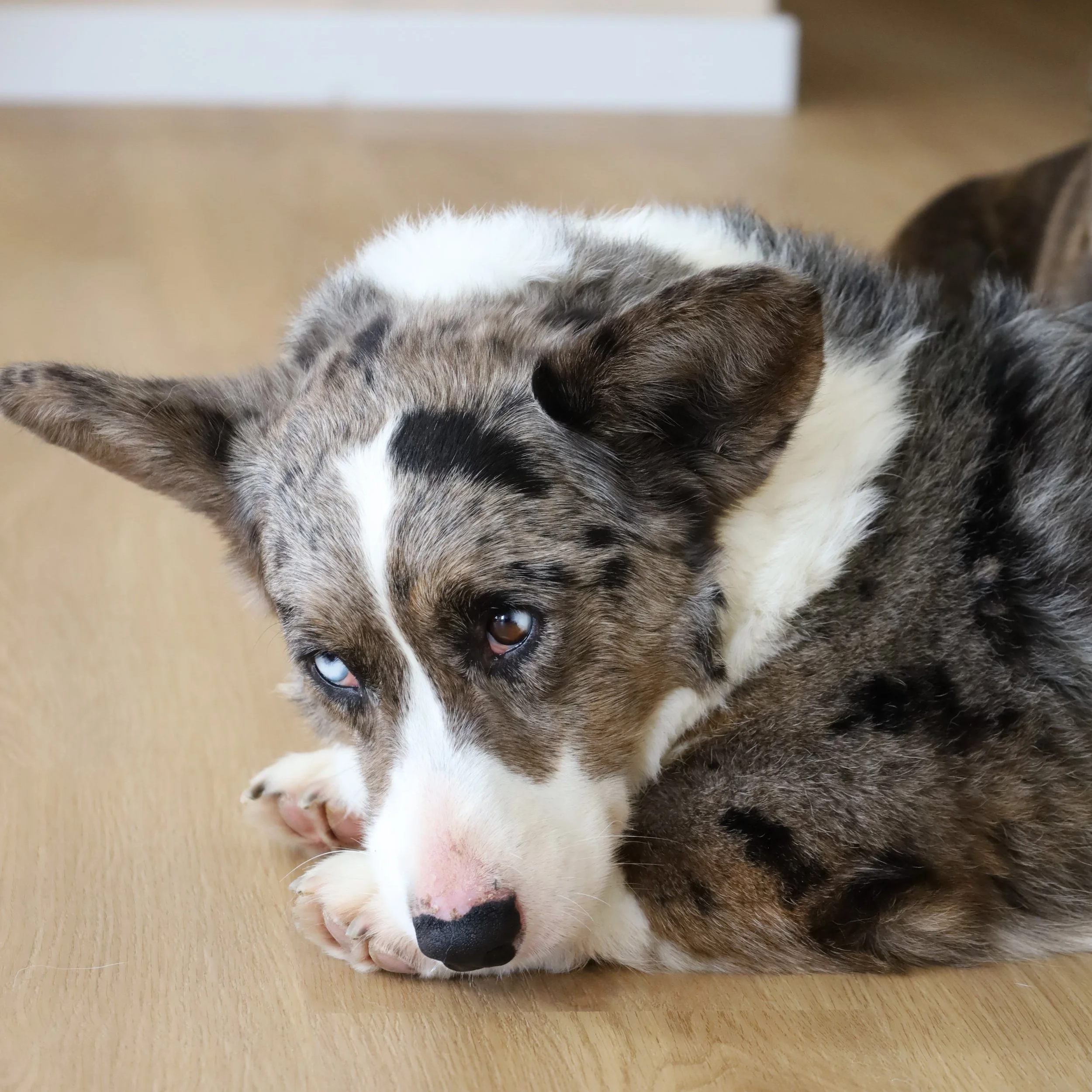 Cardigan Welsh Corgis tranquilos a participar numa aula de Pet Yoga no Yuma, em Paio Pires, Seixal.