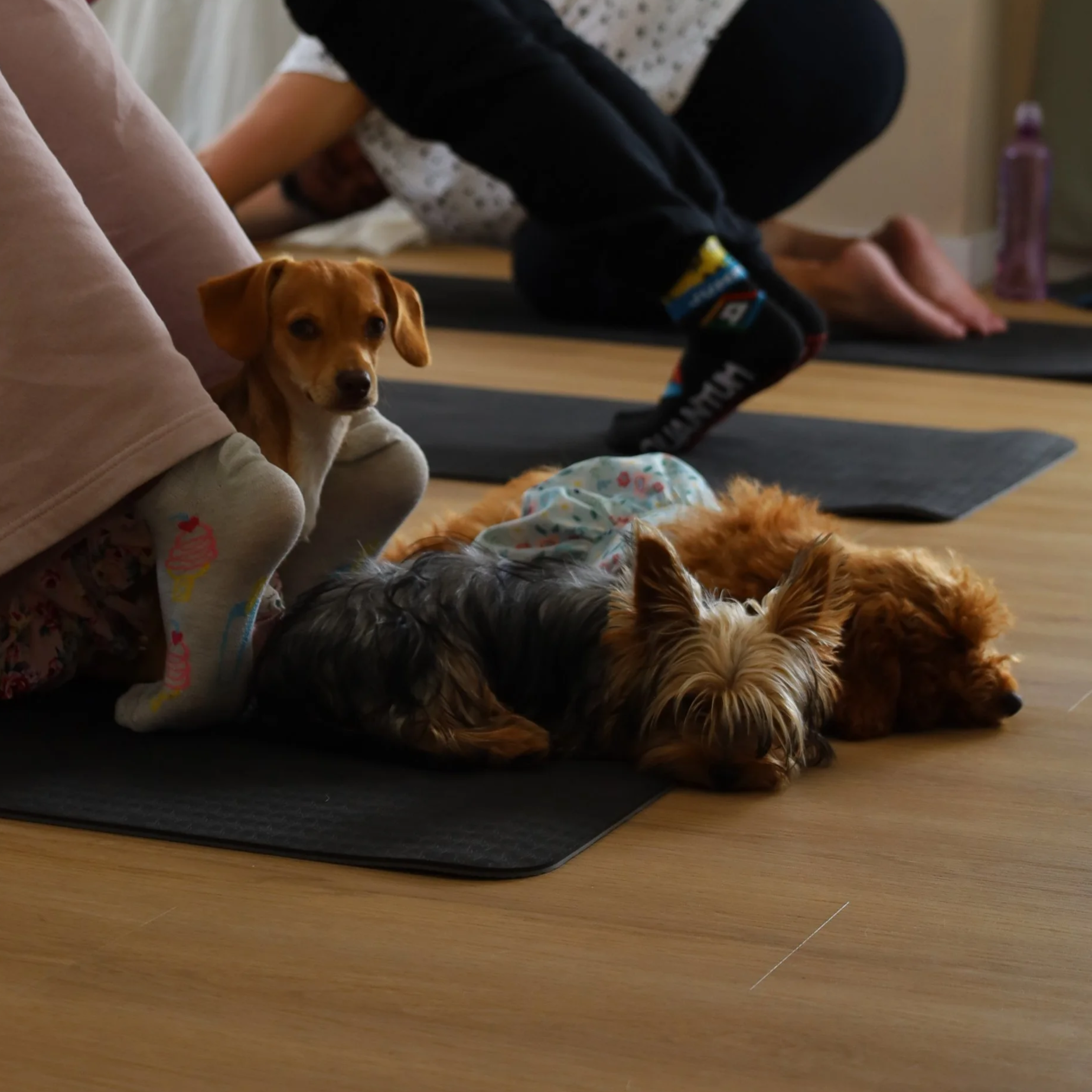 Cães de raças pequenas — Chihuahua, Poodle Toy, Teckel, Yorkshire Terrier e Lulu da Pomerânia — numa aula de Mini Dog Yoga no Yuma, em Paio Pires, Seixal.