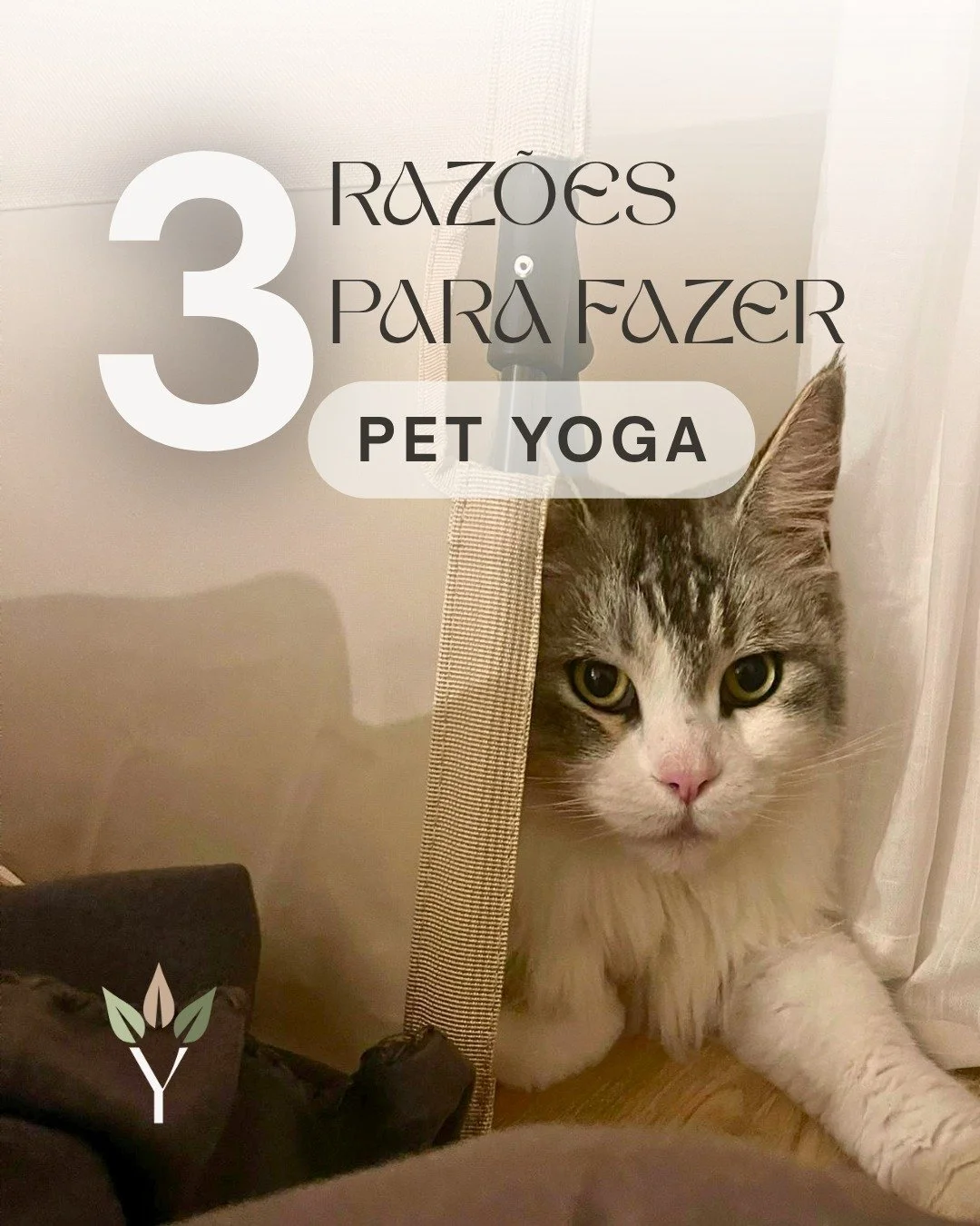 Hoje damos-te 3 raz&otilde;es para experimentares uma aula de Petyoga no YUMA 🐾✨

🐾 1. Reduz o stress
entre respira&ccedil;&otilde;es profundas e patinhas por perto, tudo abranda 🤍
&Eacute; a combina&ccedil;&atilde;o perfeita para relaxar mais r&a