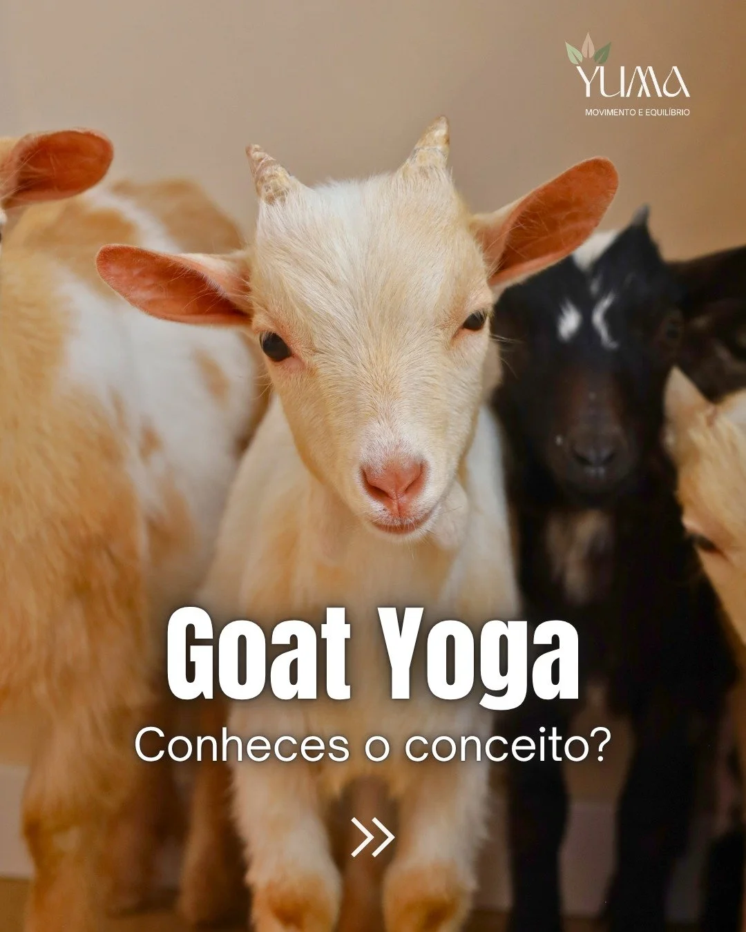 🐐🤍 Goat Yoga no YUMA: muito mais do que uma aula

Quem diria que cabrinhas tamb&eacute;m podiam ser animais de colo? ✨

Entre momentos de calma, gargalhadas inesperadas e muito mimo, o Goat Yoga tornou-se uma das experi&ecirc;ncias mais especiais d