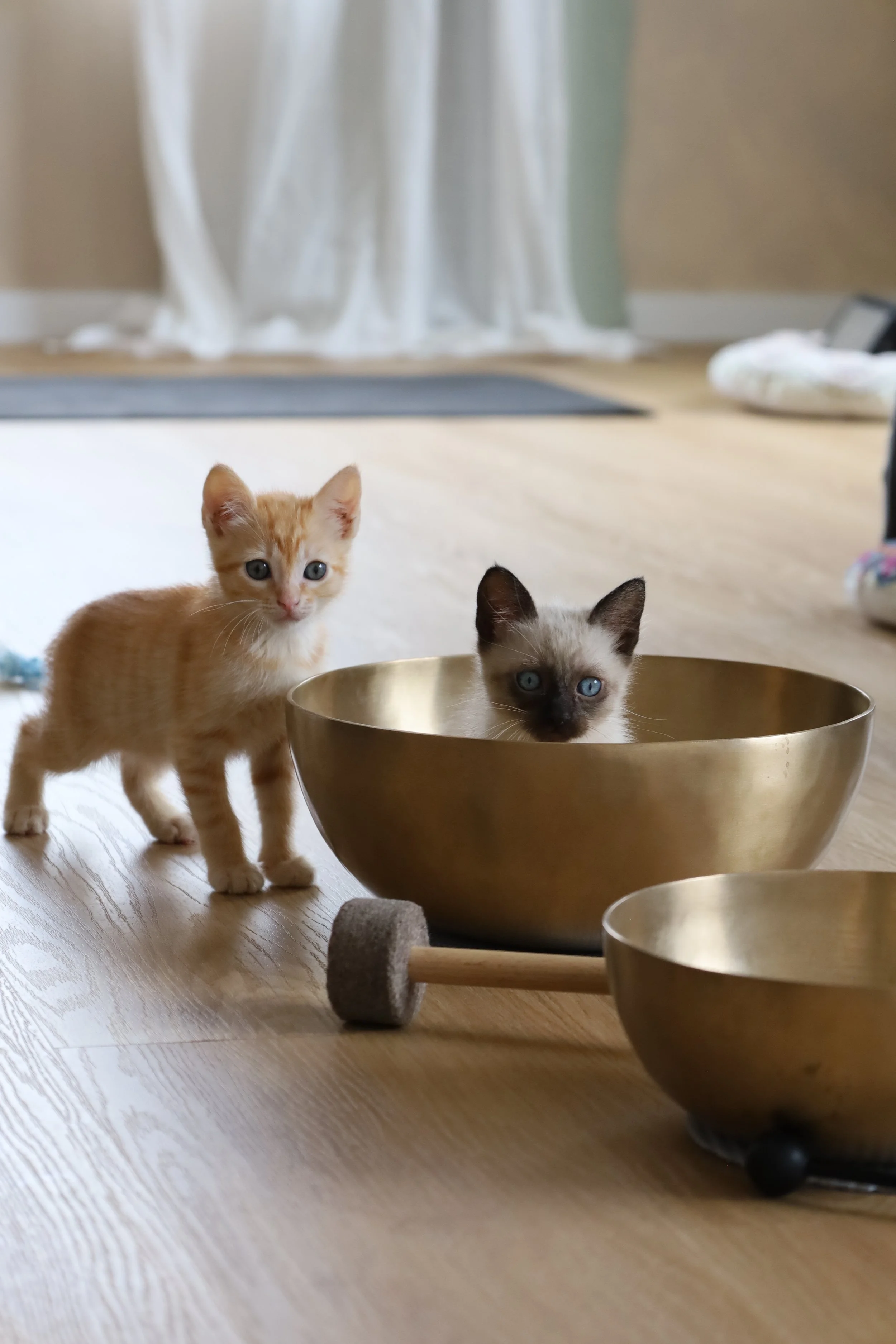 Gatinhos aninhados dentro de taças tibetanas durante uma aula de Pet Yoga no Yuma, em Paio Pires, Seixal.