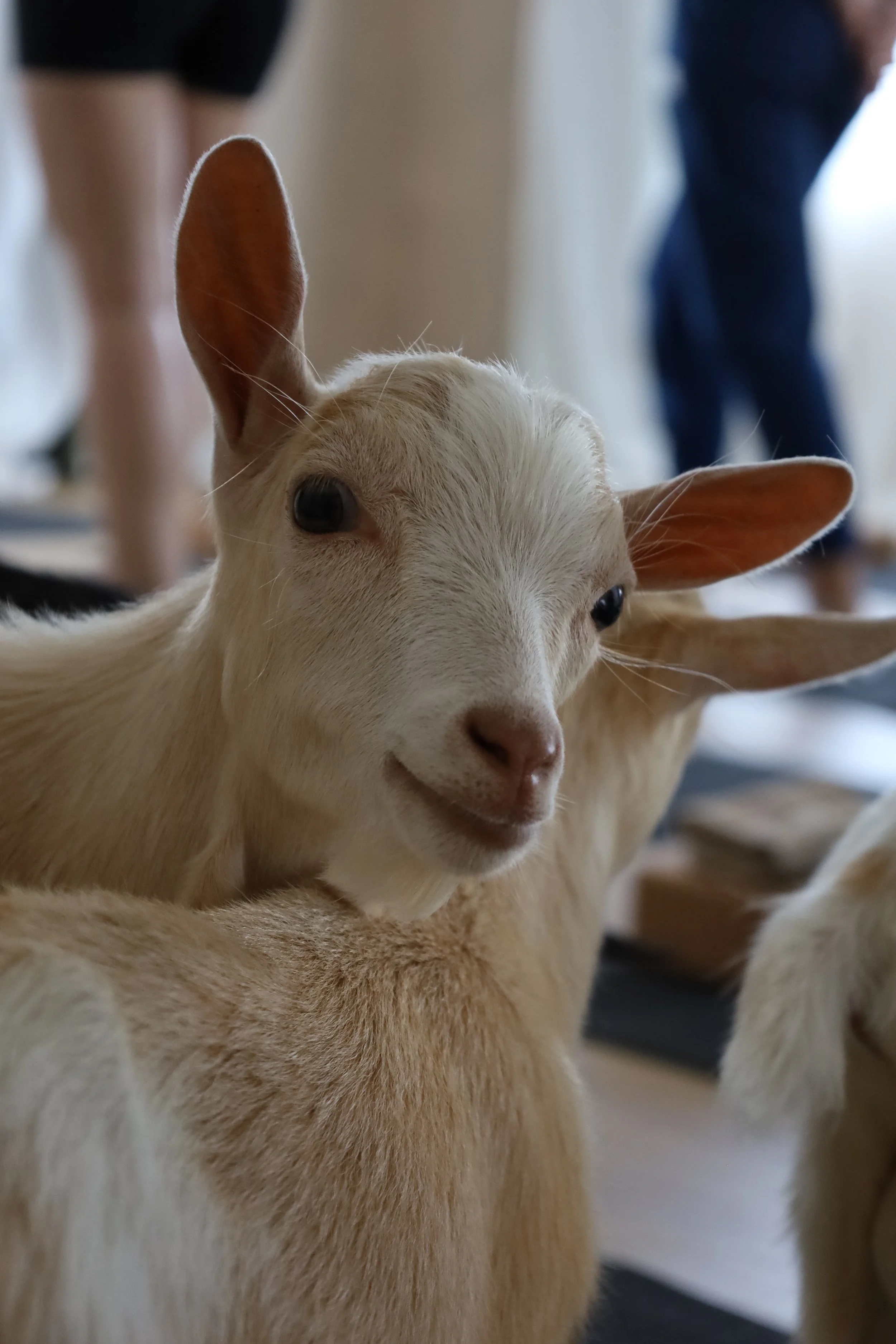 Valentino na sua melhor posse no GOAT YOGA do YUMA em Paio Pires, Seixal.
