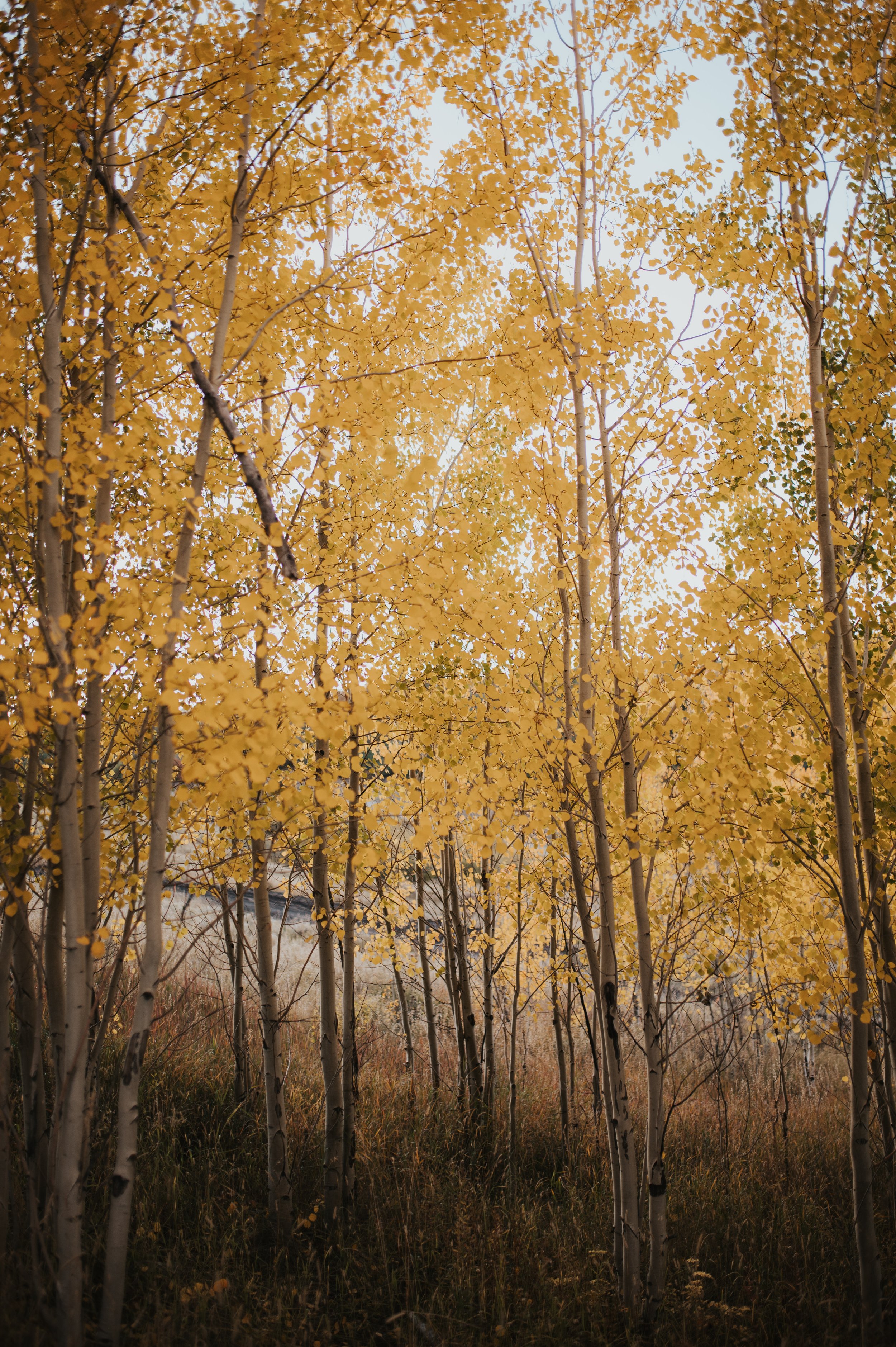 A forest of tall trees with yellow autumn leaves.