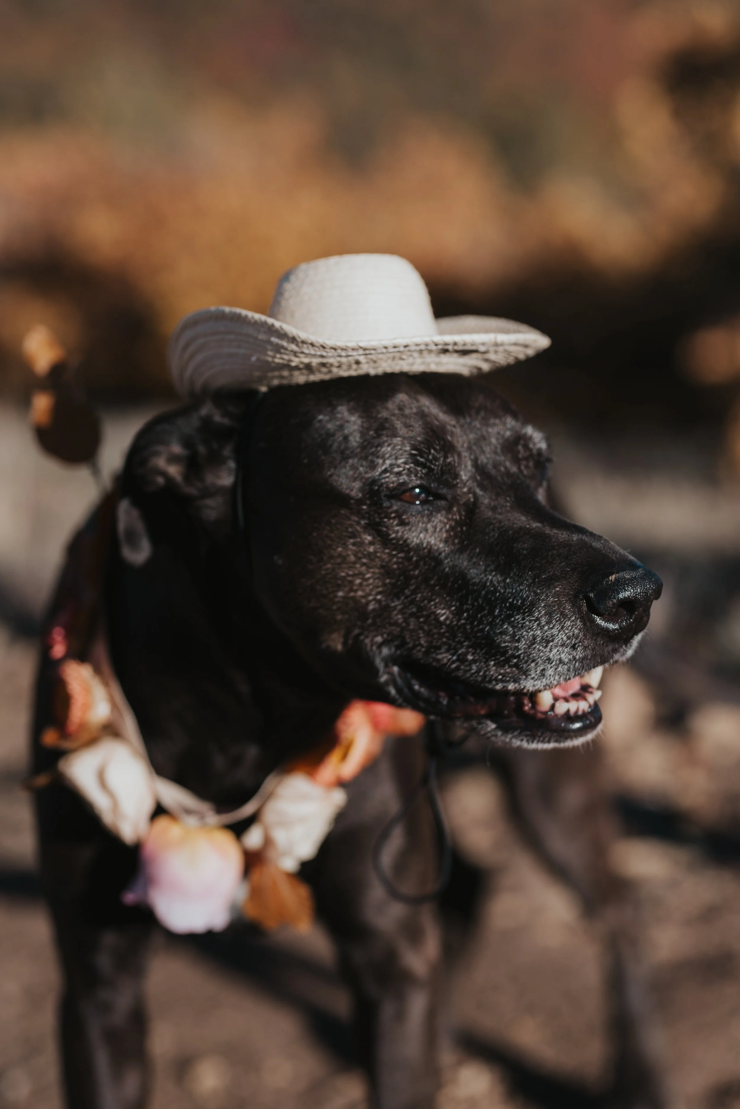 A black dog wearing a white straw hat and a necklace with flowers, outdoors with a blurred natural background.