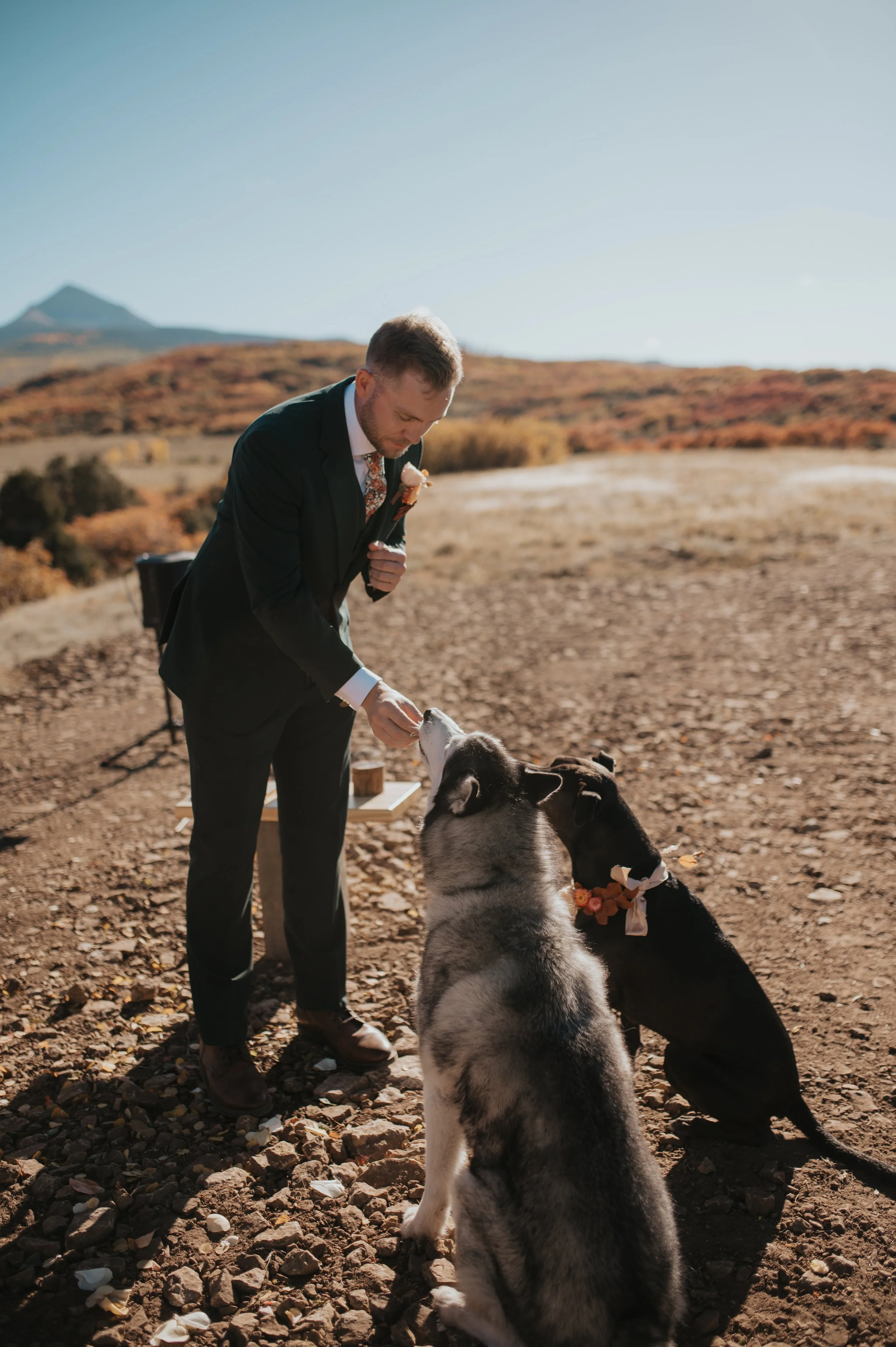A man in a black suit with a floral tie is feeding two dogs in an outdoor setting with a mountainous landscape in the background. One dog is a husky and the other appears to be a black Labrador, both wearing floral accessories.