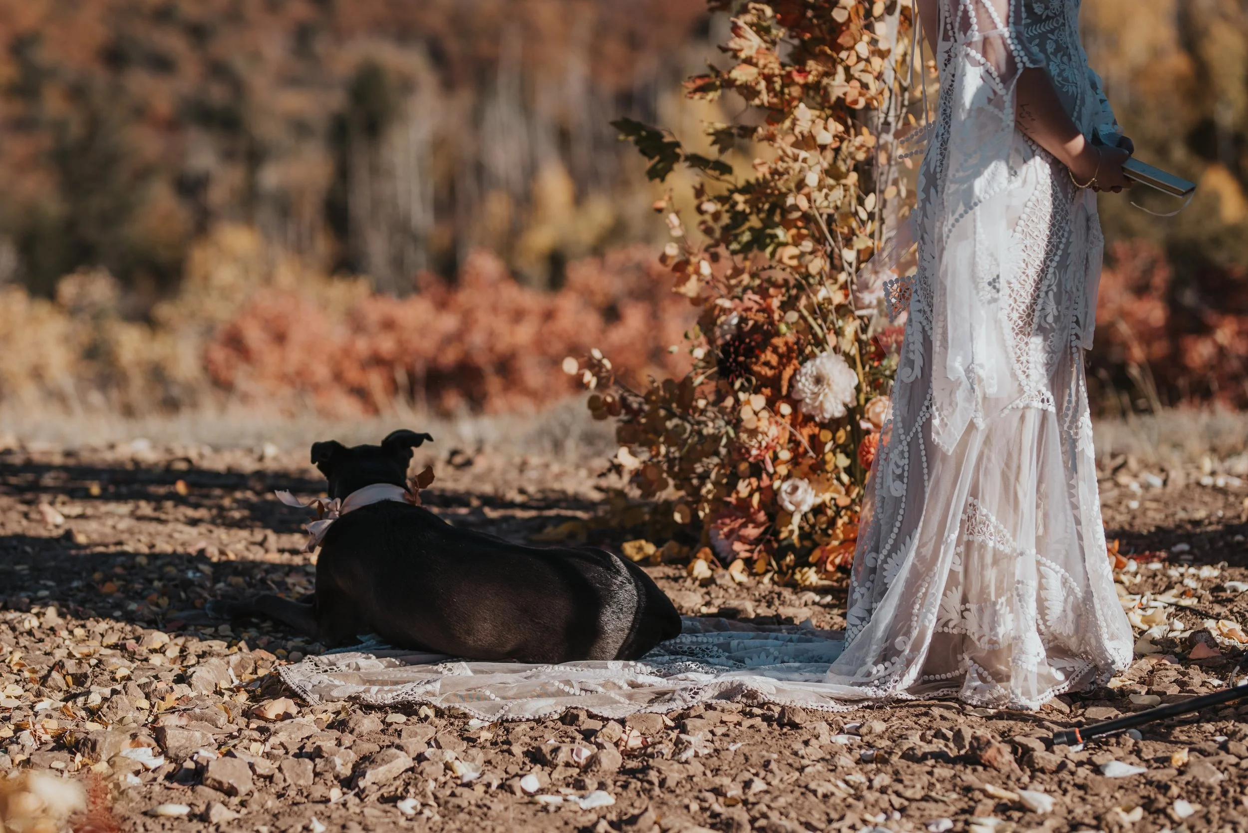 Dog lying on a blanket in front of a floral arrangement, with a person in a white lace dress standing nearby holding a phone.