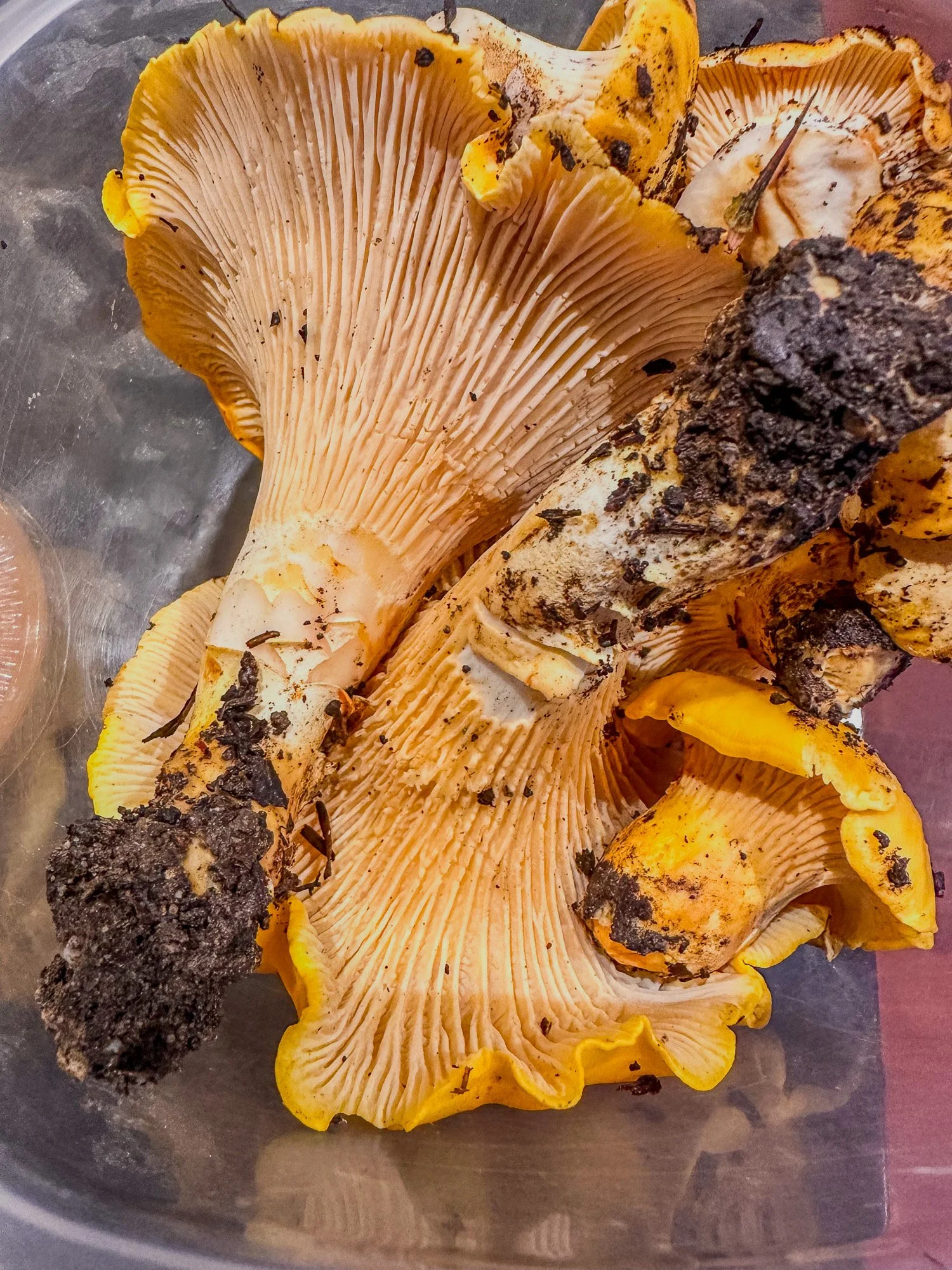 Container and bag of freshly foraged golden chanterelle mushrooms in back of car, Santa Cruz Mountains Bay Area