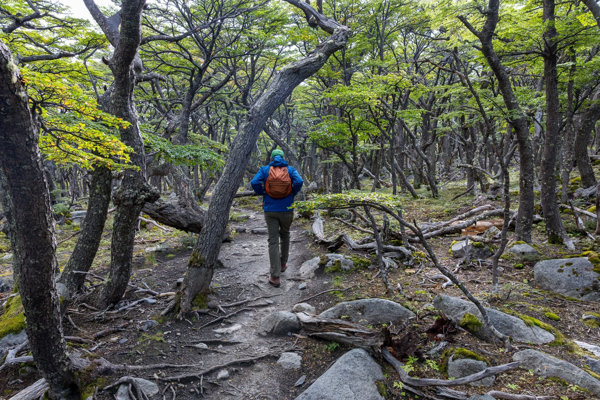 Shot of trees and yellow-green club moss growing from alpine tundra on the high trail, Torres del Paine O Circuit