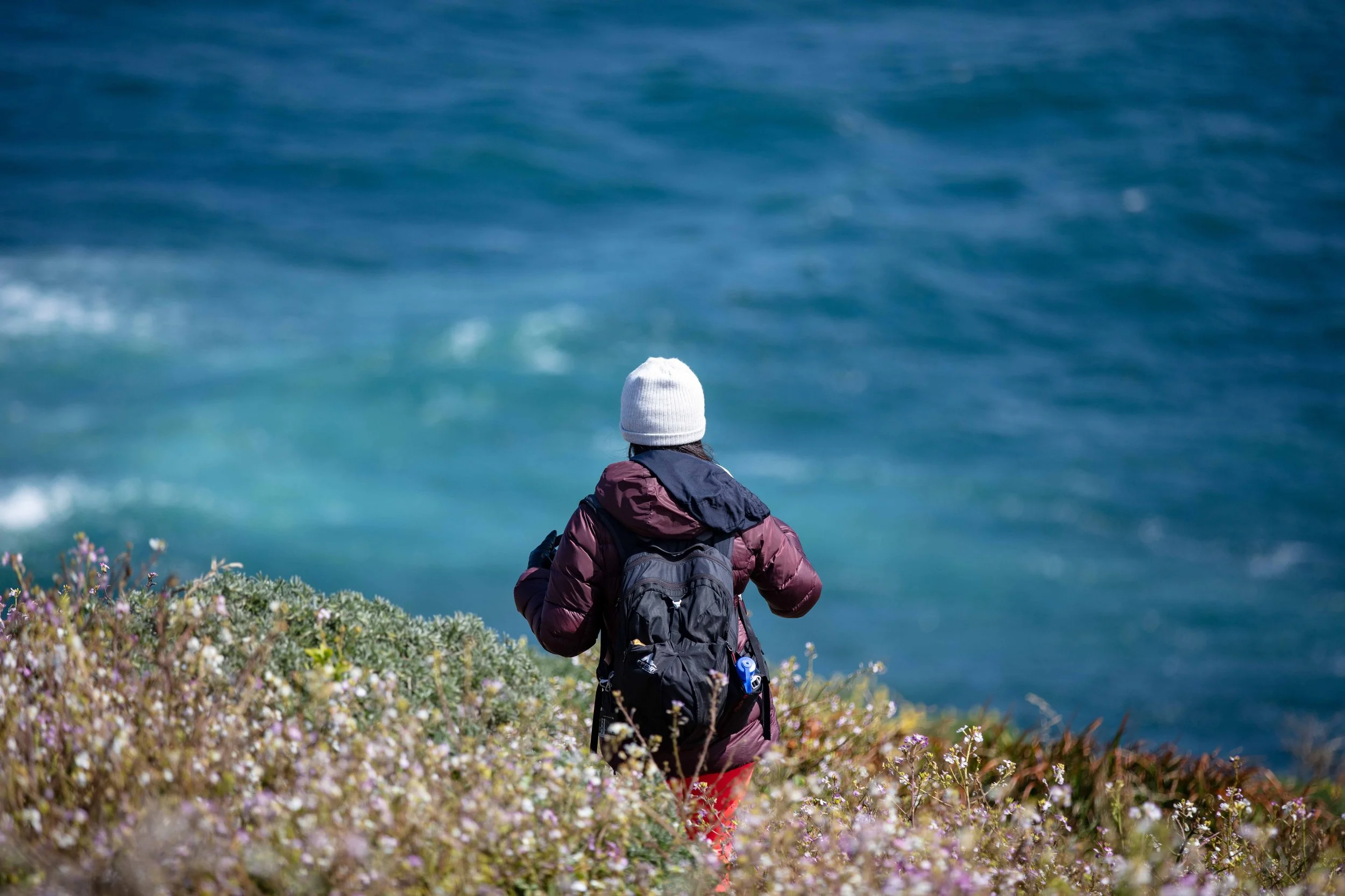 Tomales Point Trail in Spring: Wildflowers, Wildlife, and a 9.6-Mile Adventure at Point Reyes
