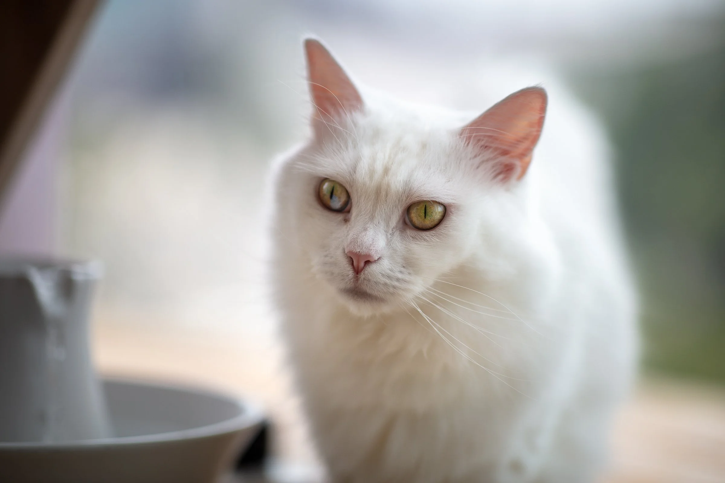 Cute white cat close up in Japan photo session